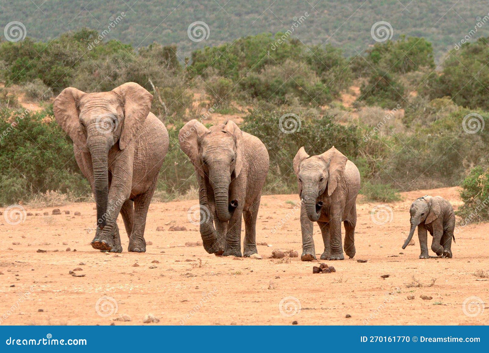 camouflaged elephant family