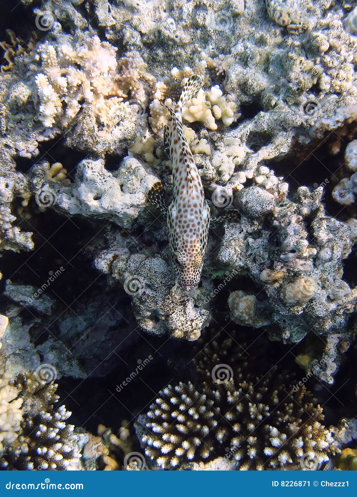 camouflaged fish and coral