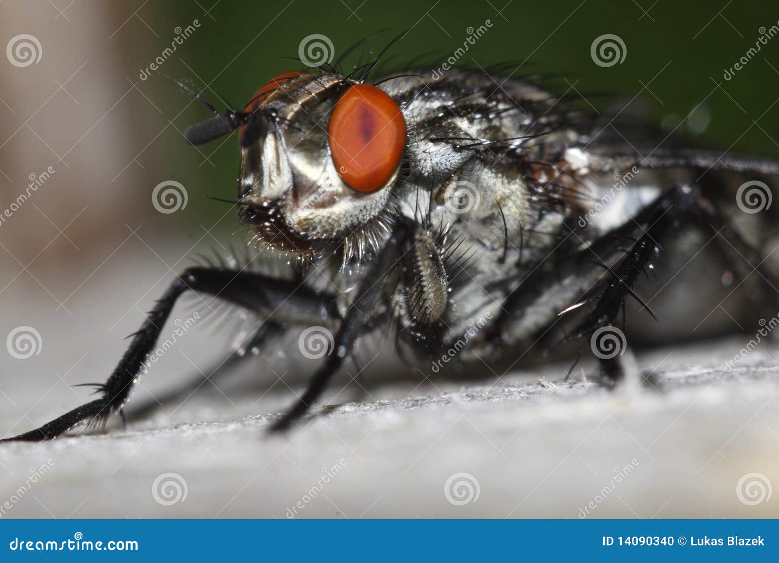 camouflaged flesh fly