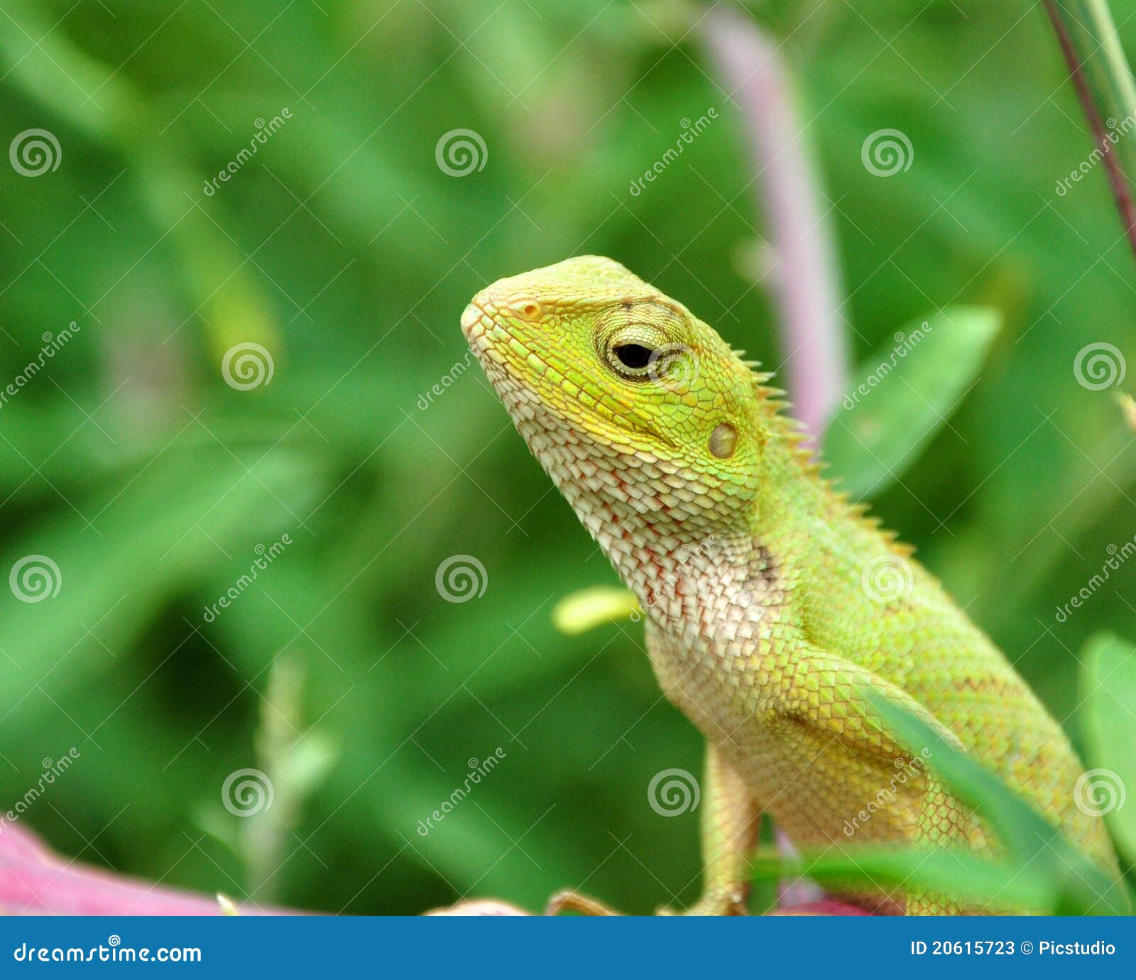 camouflaged garden lizard