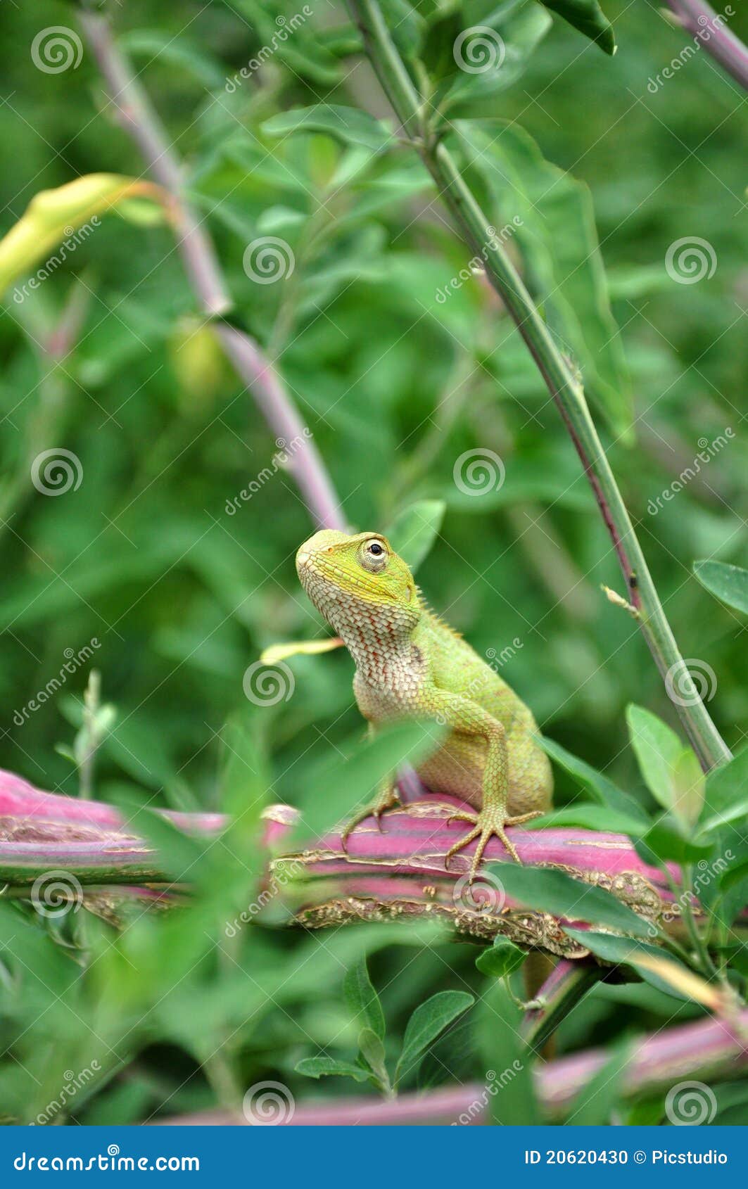 camouflaged garden lizard