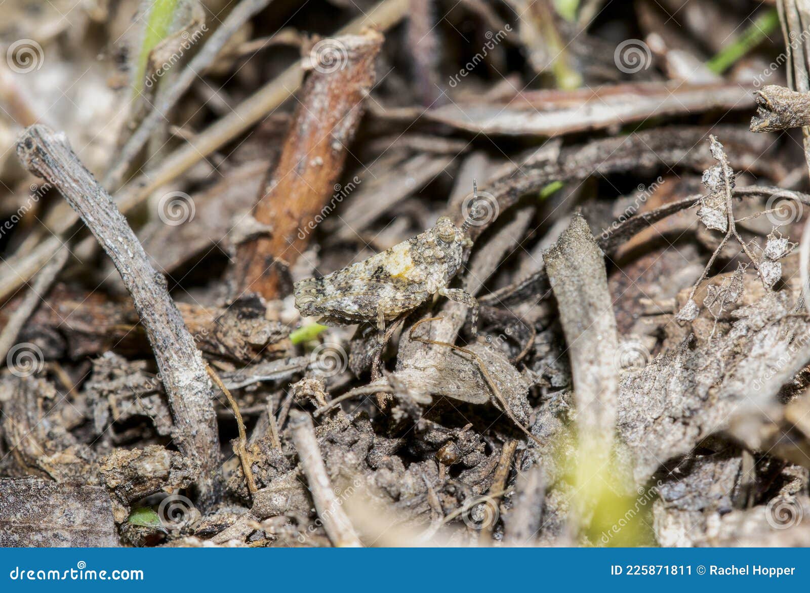 a camouflaged pygmy grasshopper hooded grouse locust paratettix cucullatus nymph on the ground