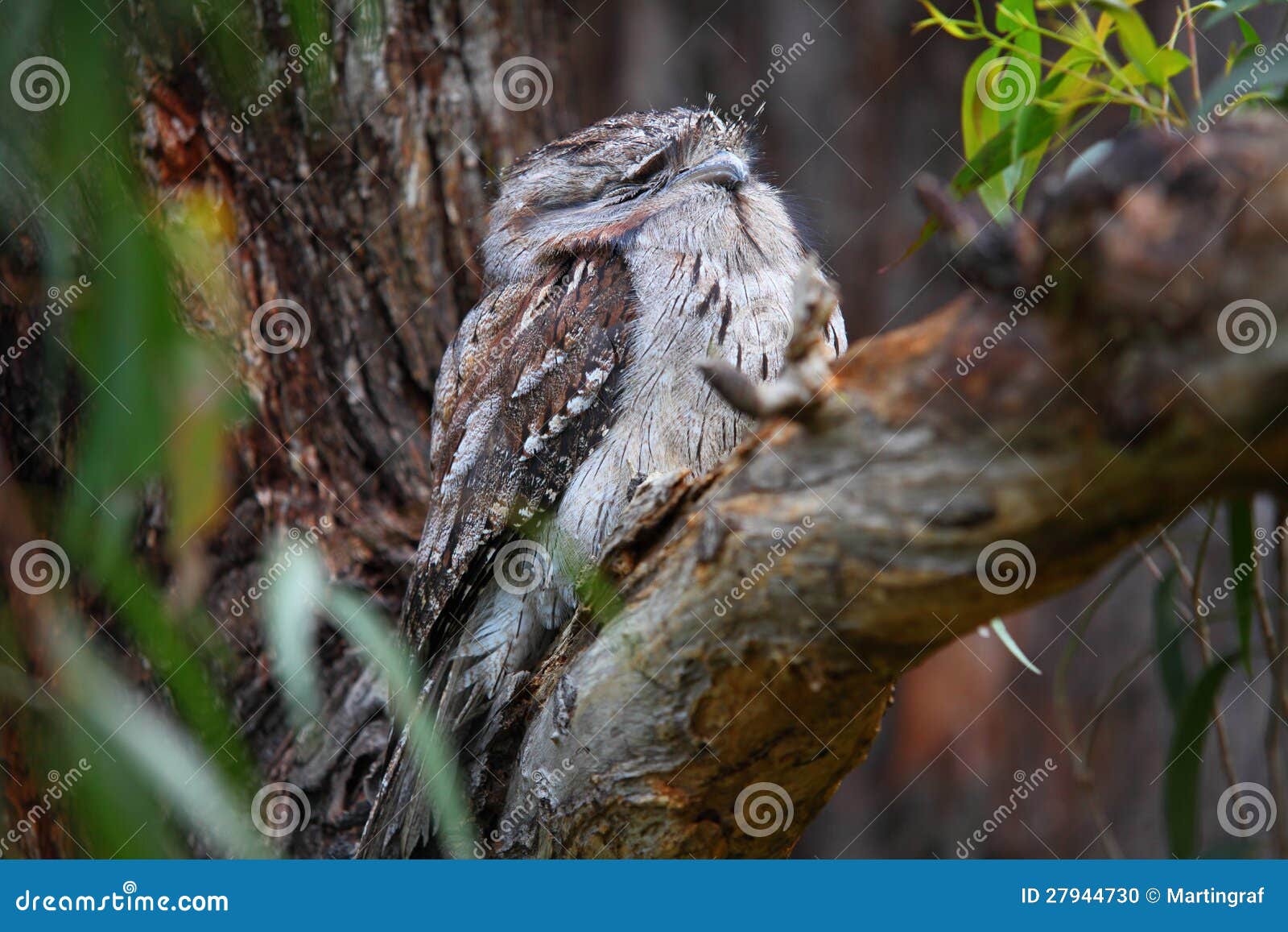 tawny frogmouth bird camouflaged in tree fork, australian wildlife
