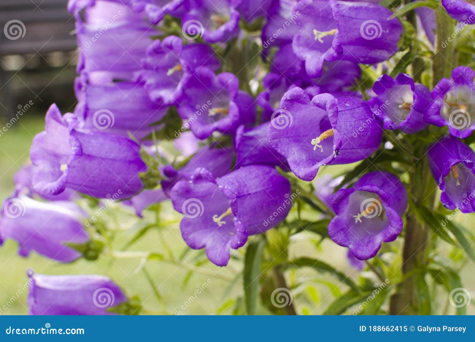 Campanula The Name Of The Genus Comes From The Latin Word Meaning Stock Image Image Of Blossom Color 188662415