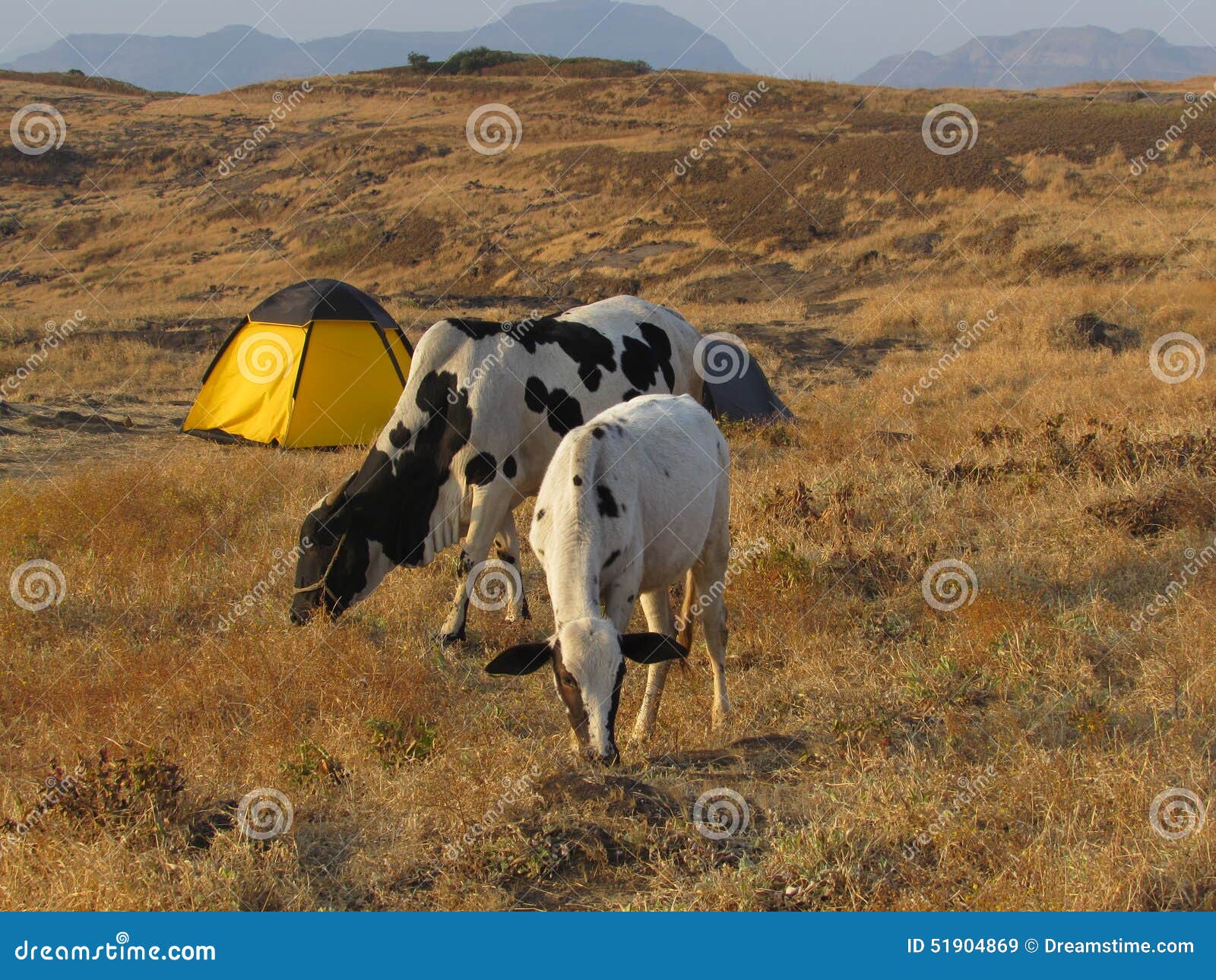 Camp and cows stock image. Image of mumbai, gadh, sayadri - 51904869