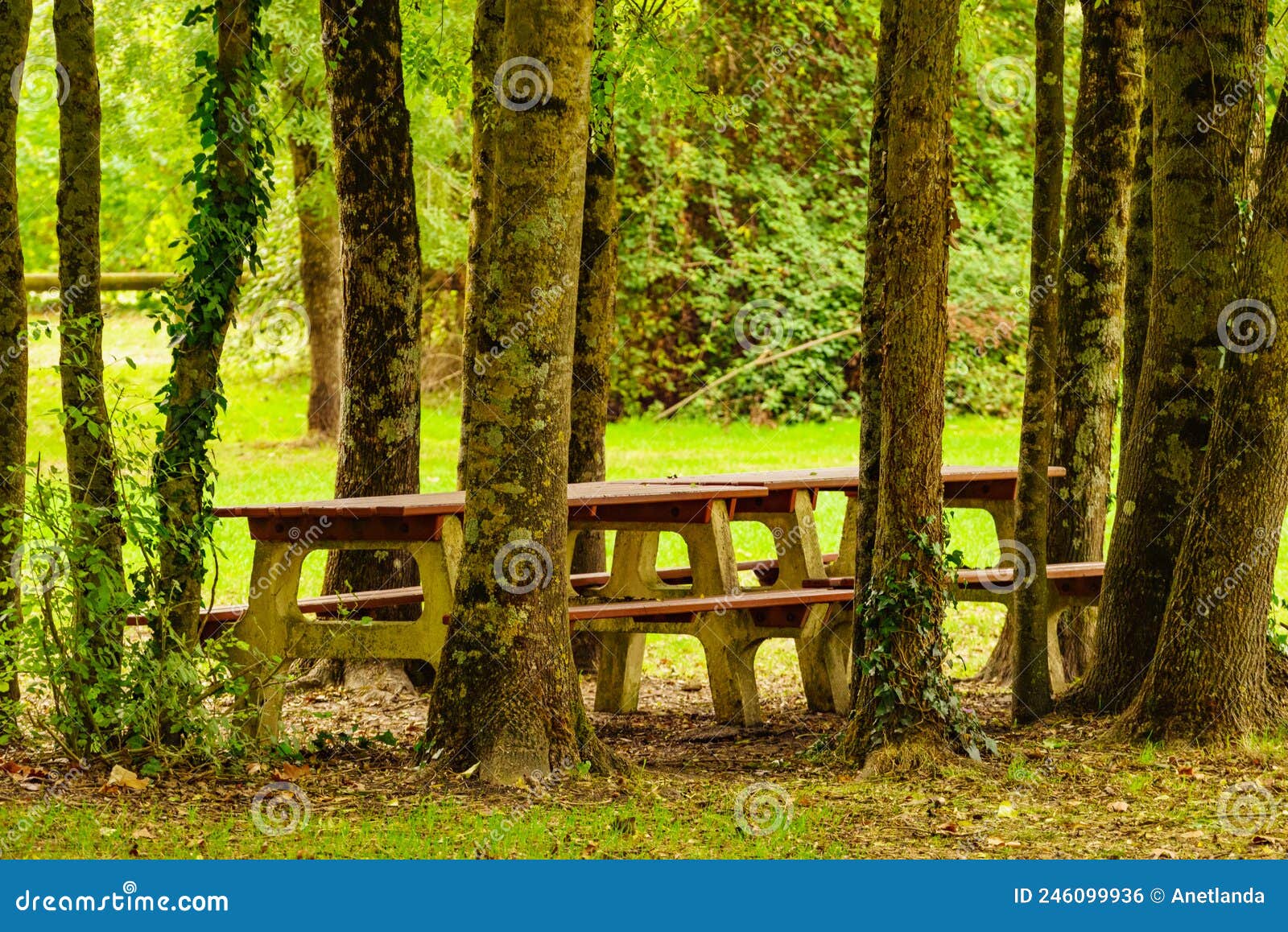 Camp Site with Picnic Table in Green Park Stock Photo Image of