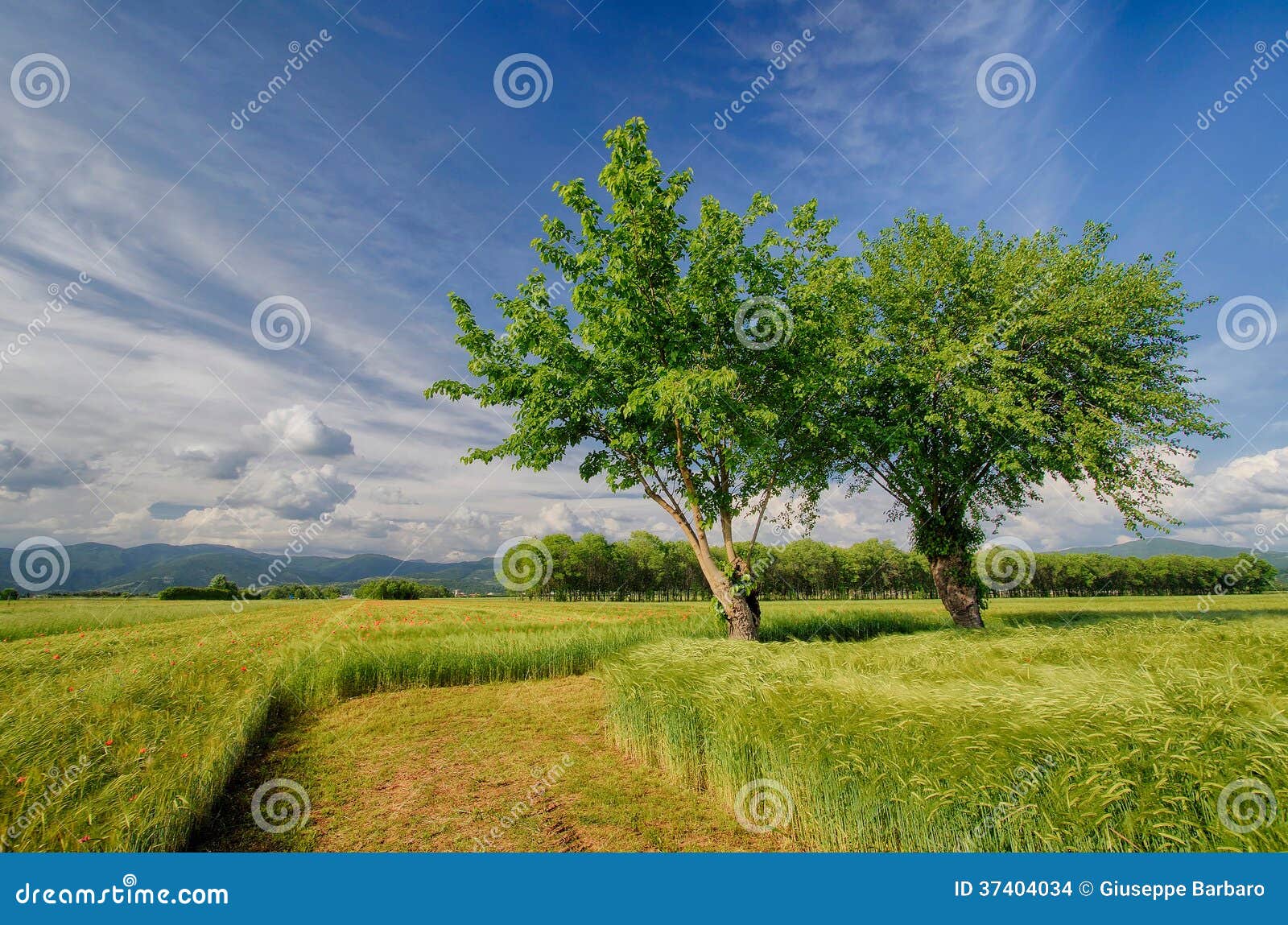 Campagne met gazon en bomen.