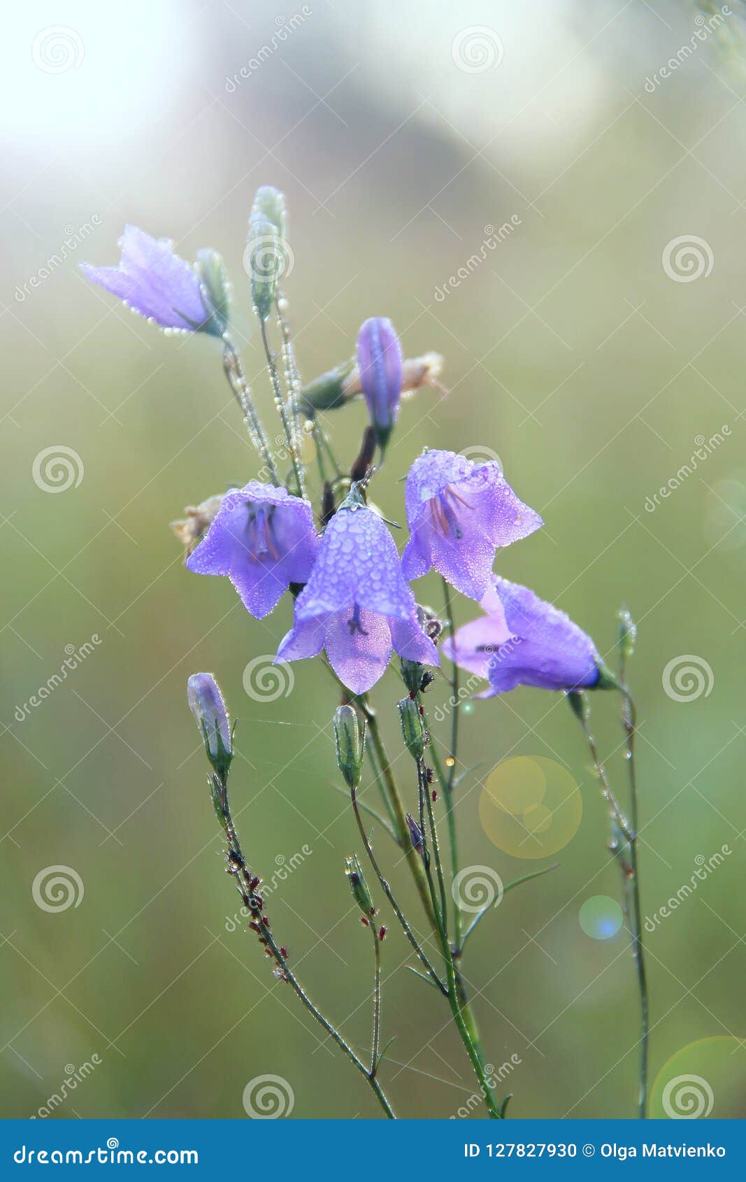 Campanillas En Descensos Del Agua Después De La Lluvia Flores De