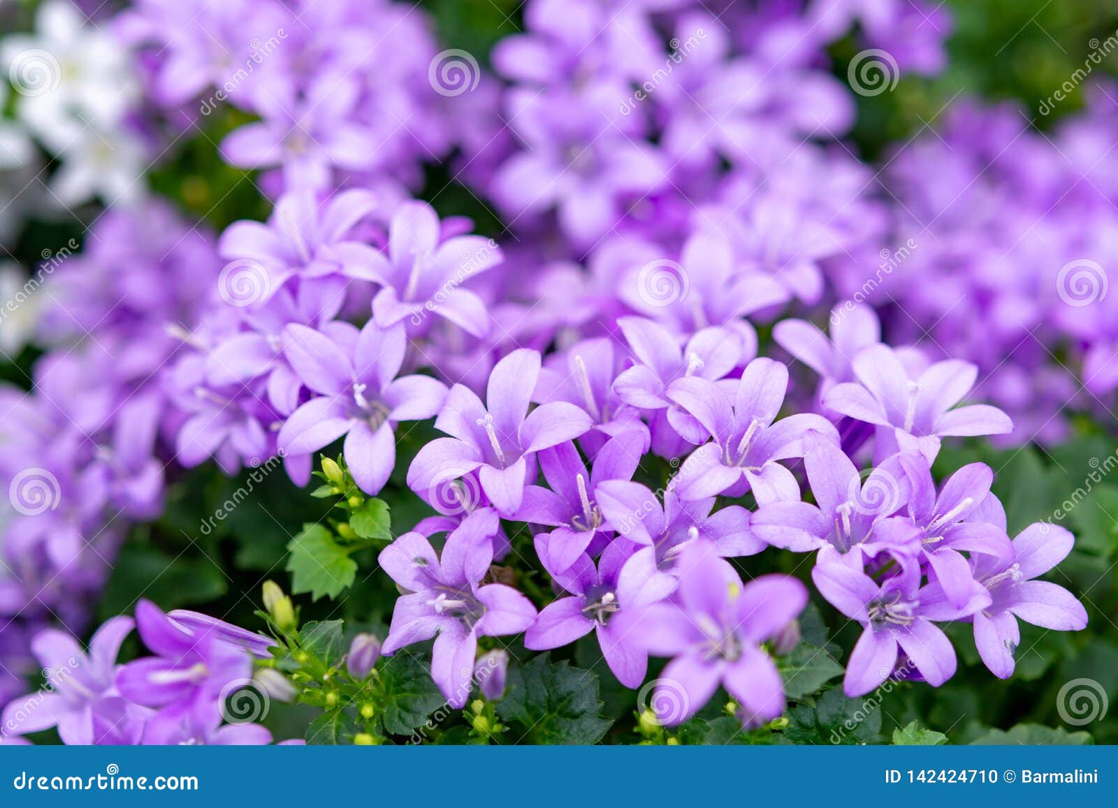 campanula americana or american bellflower, spring lilac flower for garden and decoration