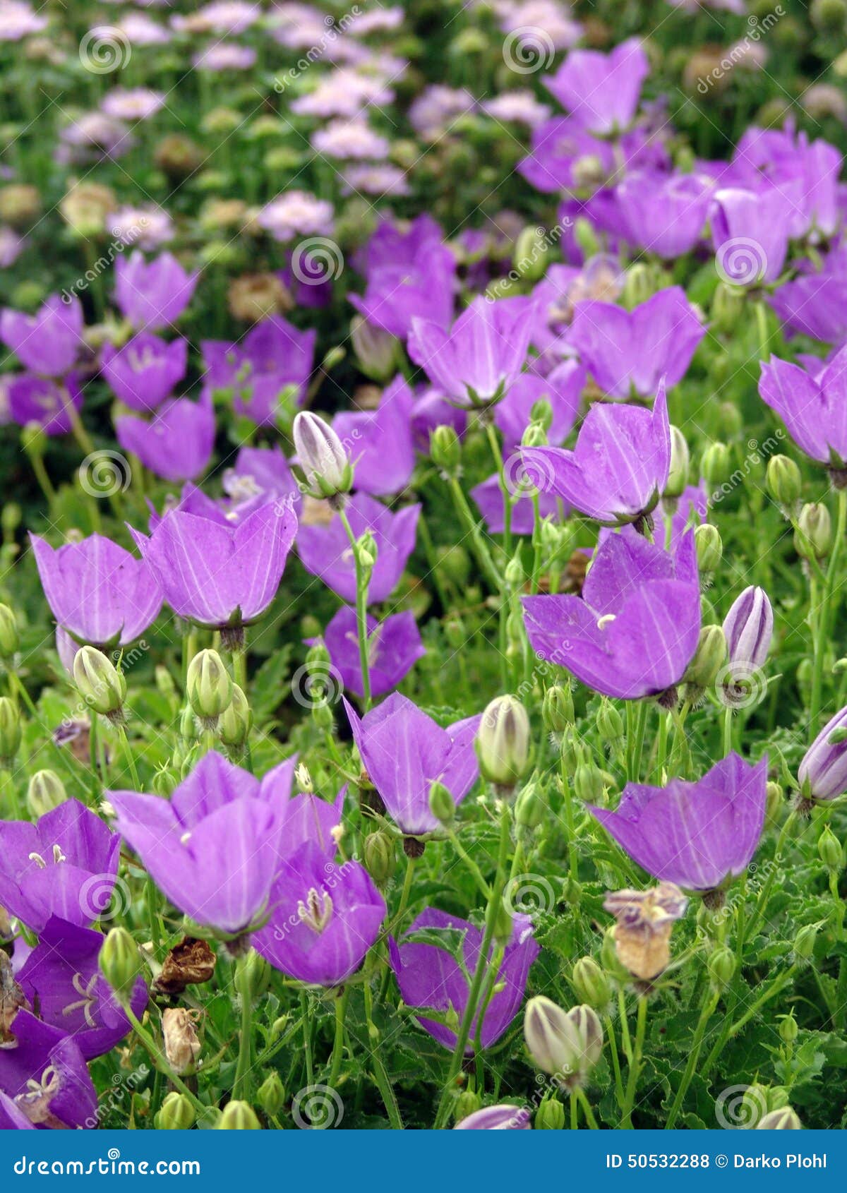 campanula, bellflower perennial plants