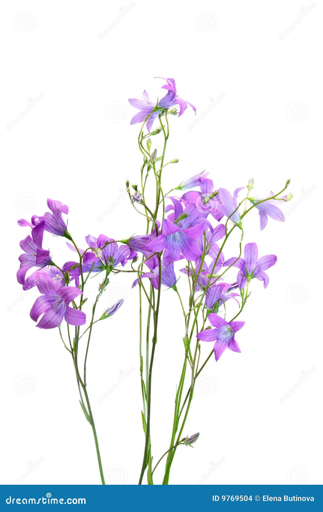 Campanula flowers stock photo. Image of bluebell, summer - 9769504