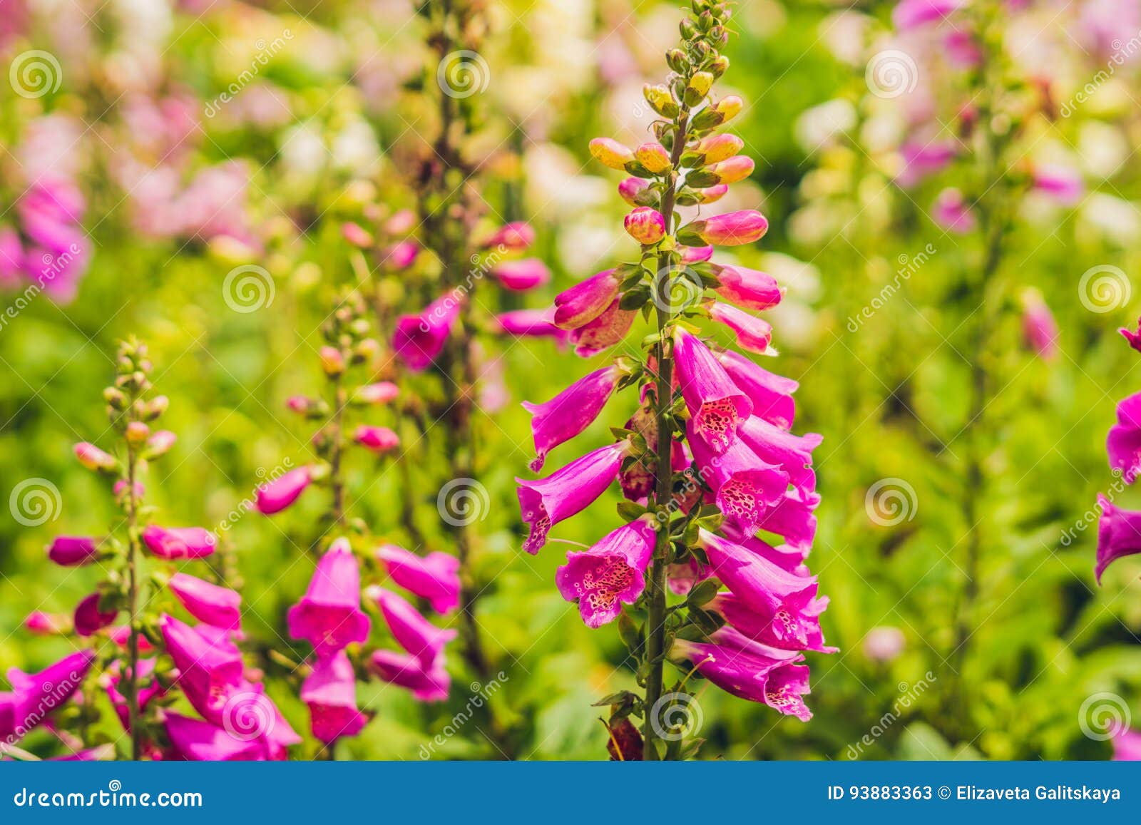 campanula glomerata, known by the common names clustered bellflower or dane's blood