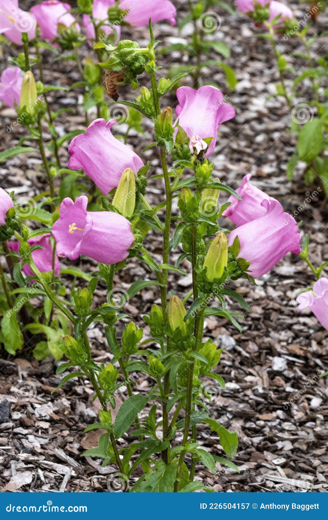Campanula Medium Champion Pink Stock Image - Image of formal, blossom