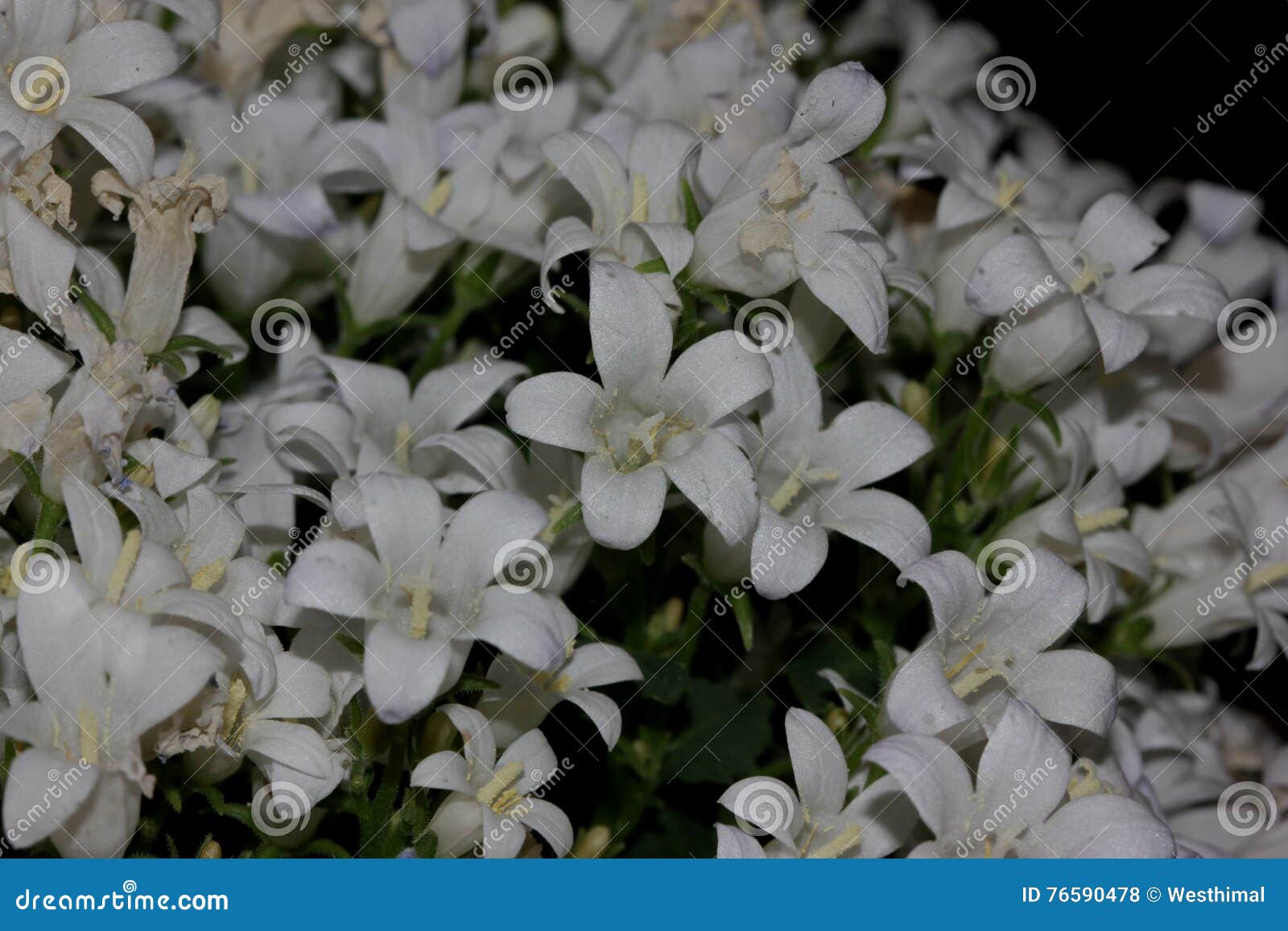 Campanula Portenschlagiana White Get Mee Dalmatian Bellflowers Stock Photo Image Of Forming Campanula 76590478