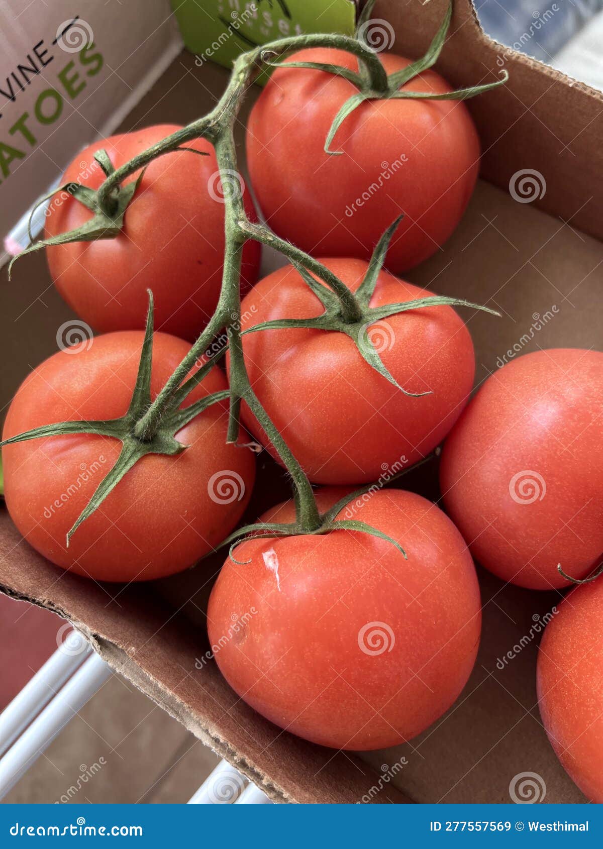 Campari Tomato, Tomato on the Vine, Solanum Lycopersicum Stock Image
