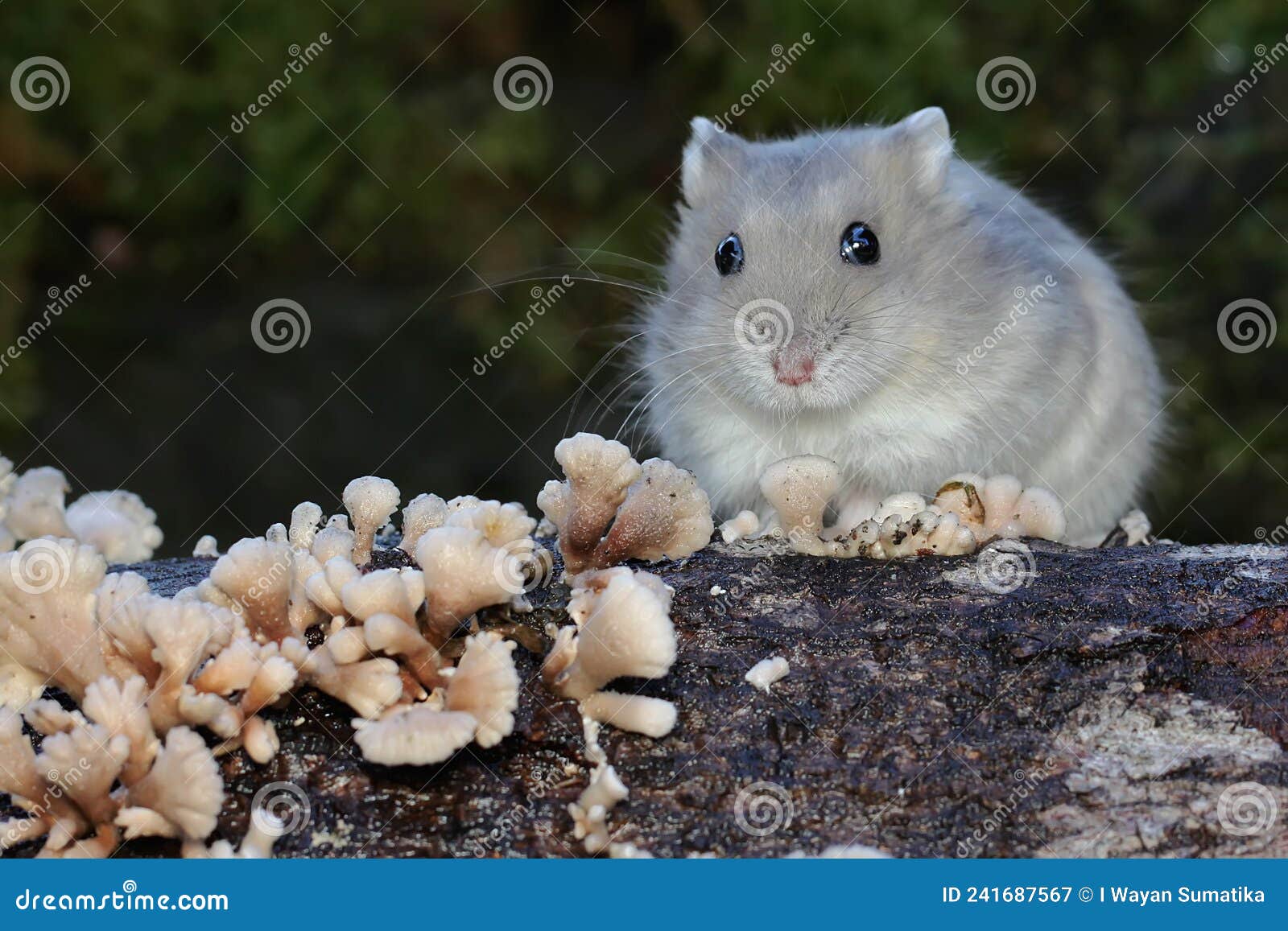 Dwarf hamster in the wild 2025