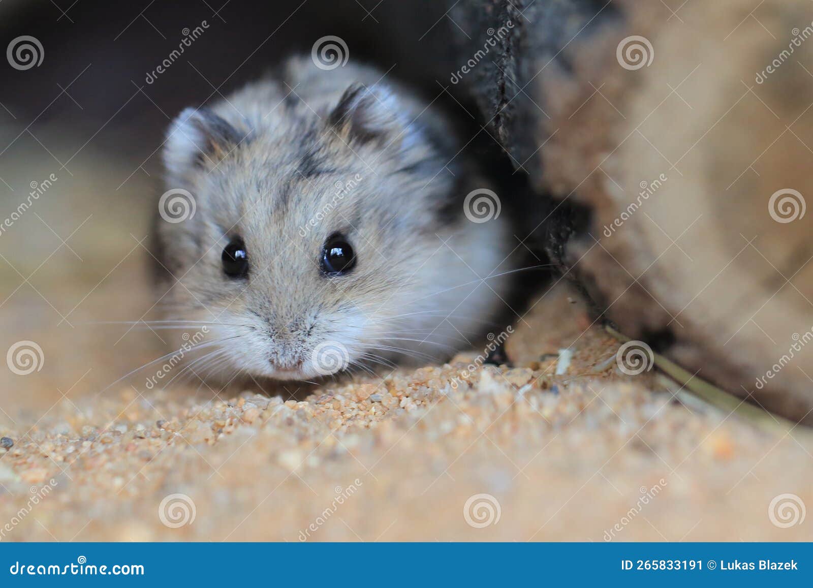 Campbell's Dwarf Hamster - Learn About Nature