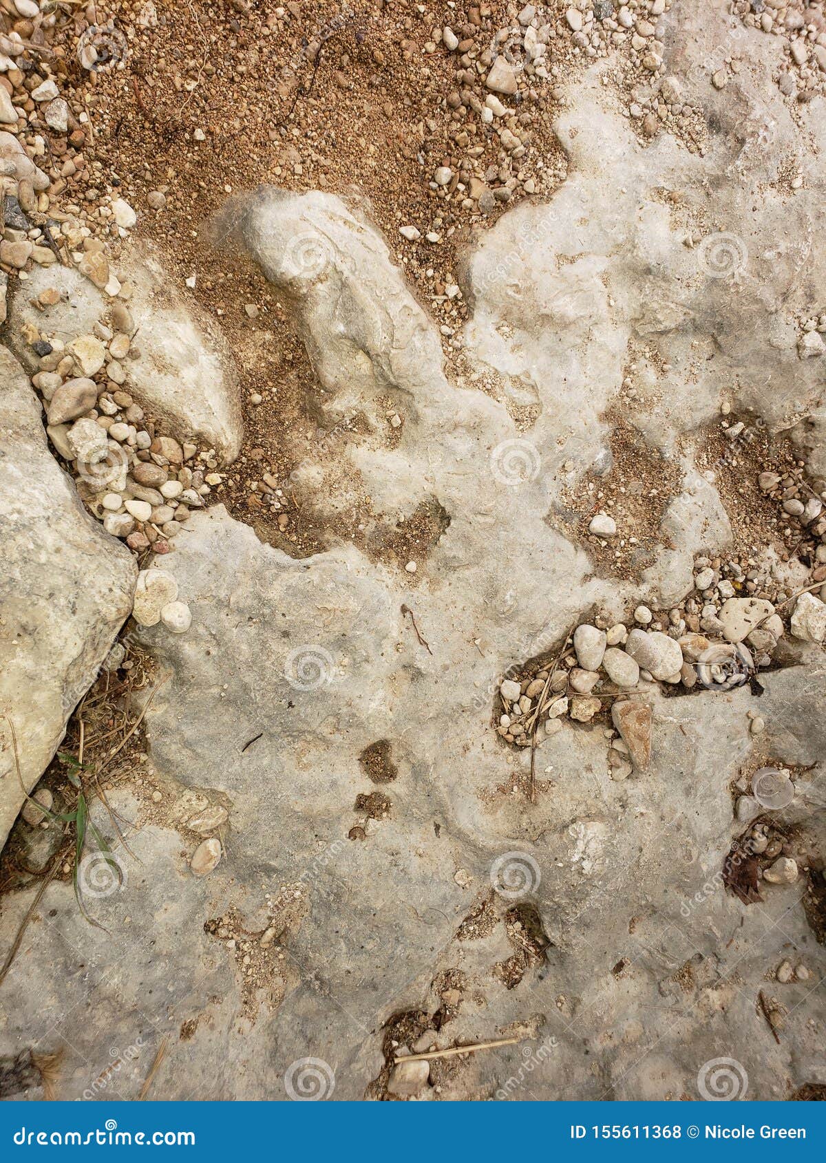 Campbell& X27;s Hole Fossils Austin Texas Stock Photo Image of