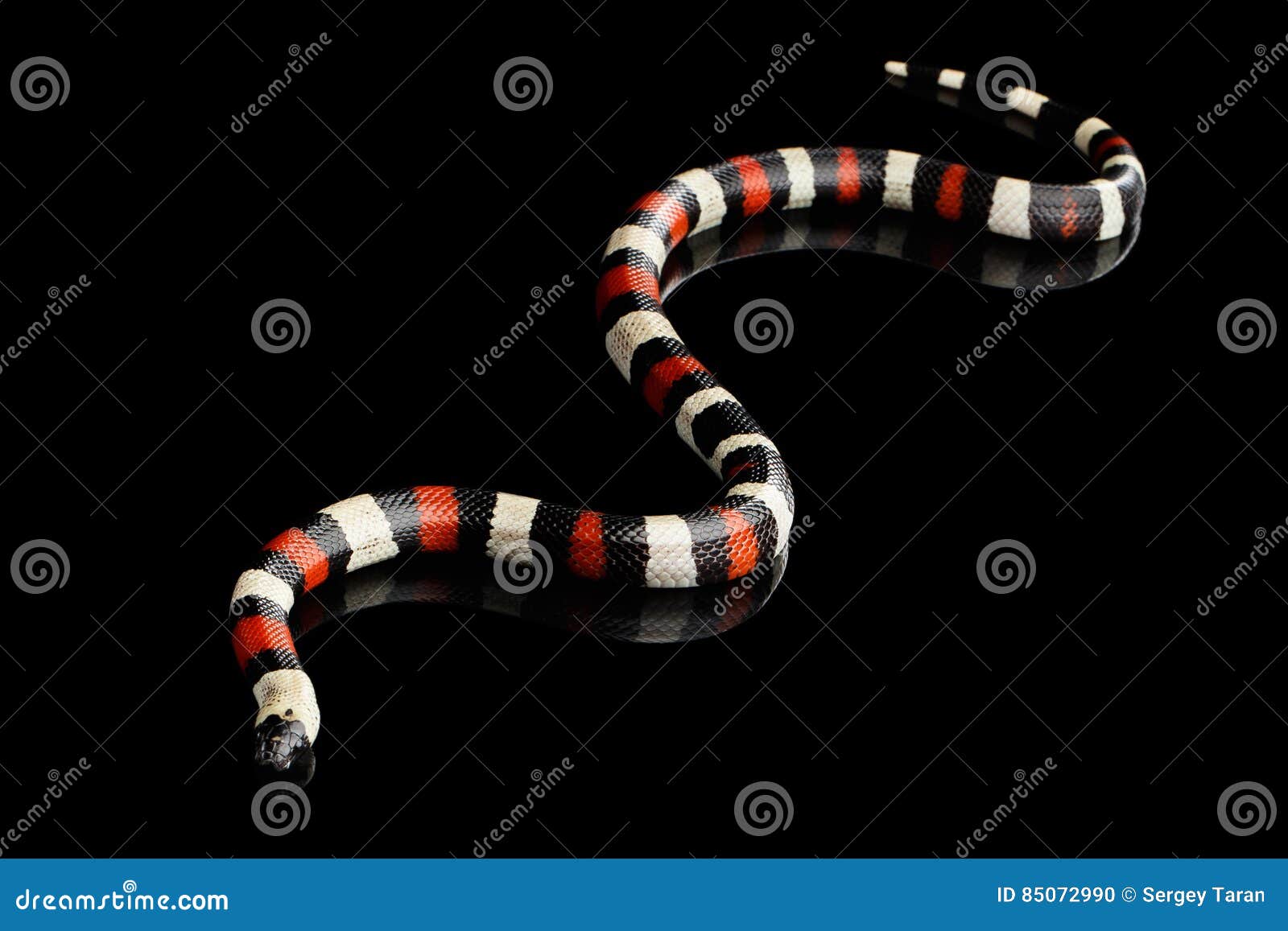 campbell`s milk snake, lampropeltis triangulum campbelli,  on black background