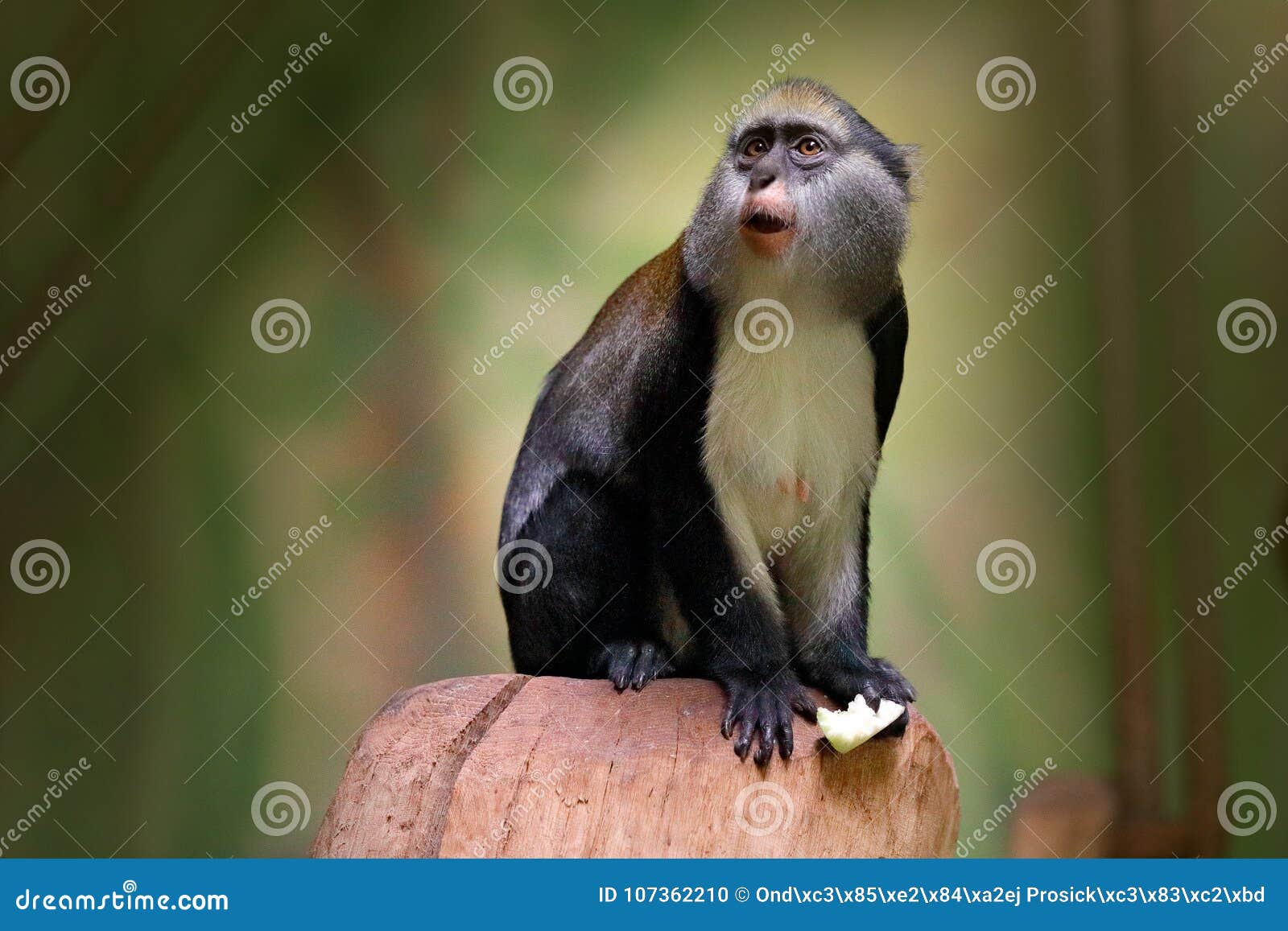 campbell`s mona monkey or campbell`s guenon monkey, cercopithecus campbelli, in nature habitat. animal forest. primate from ivo
