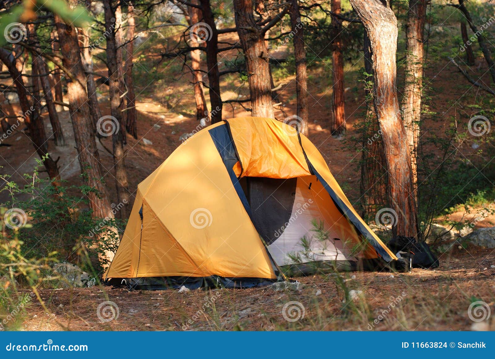 Soirée solaire d'automne. Camper dans un bois de pin.