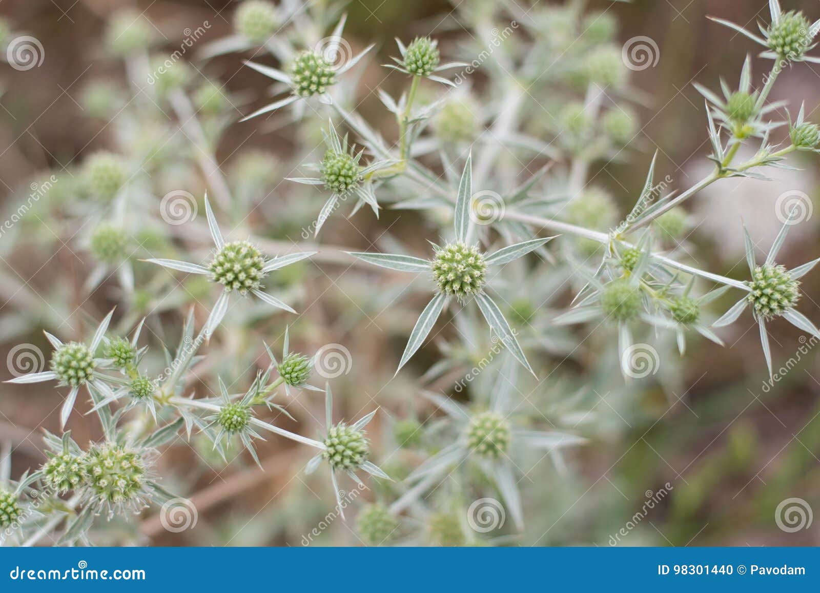 Campestre del Eryngium foto de archivo. Imagen de cultura 98301440