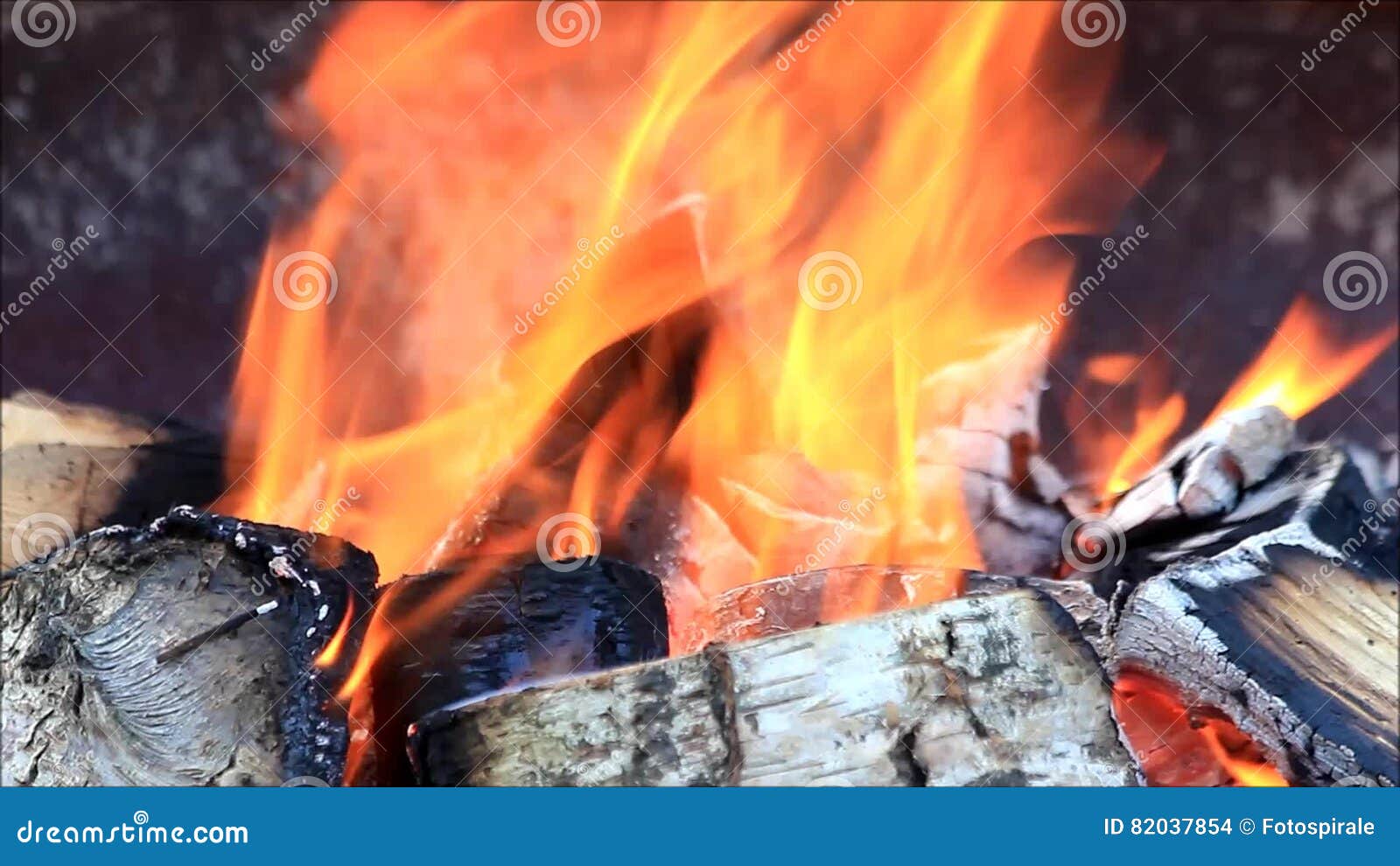 Campfire Burning Birch Wood Stock Footage Video of close, evening 82037854