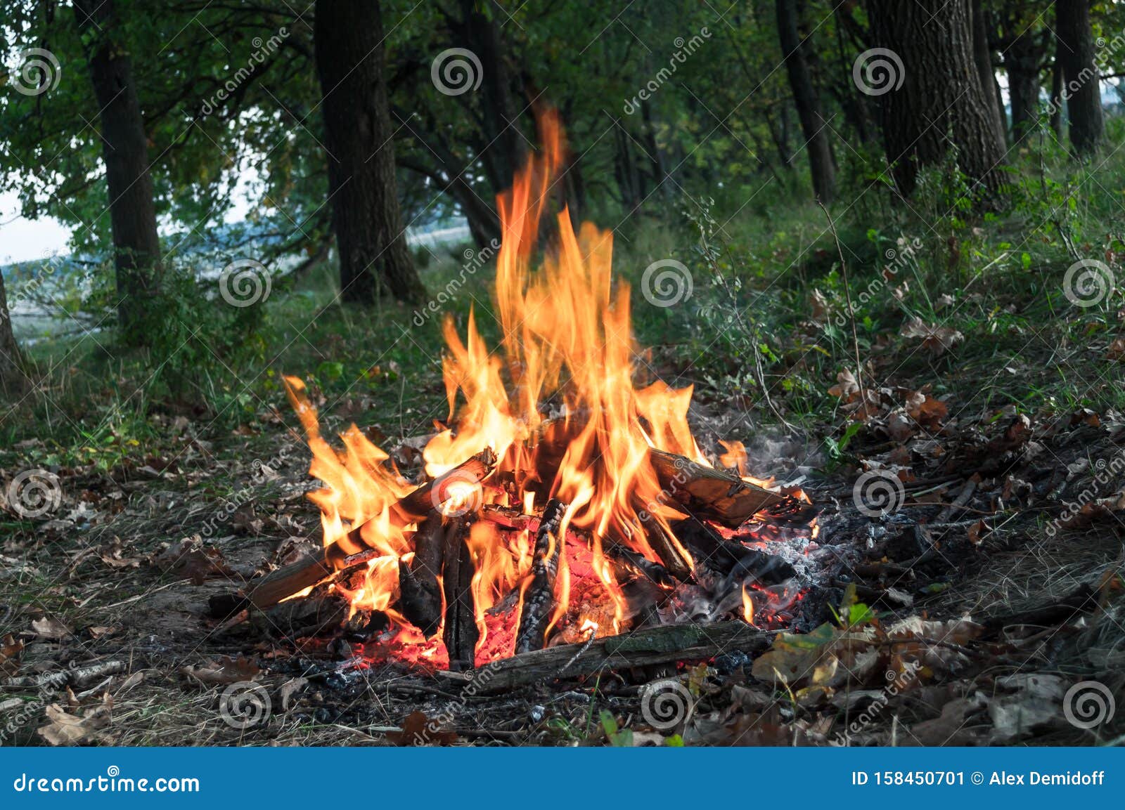 campfire in nature. power of fire. flames devour wood. power of fire. fire.