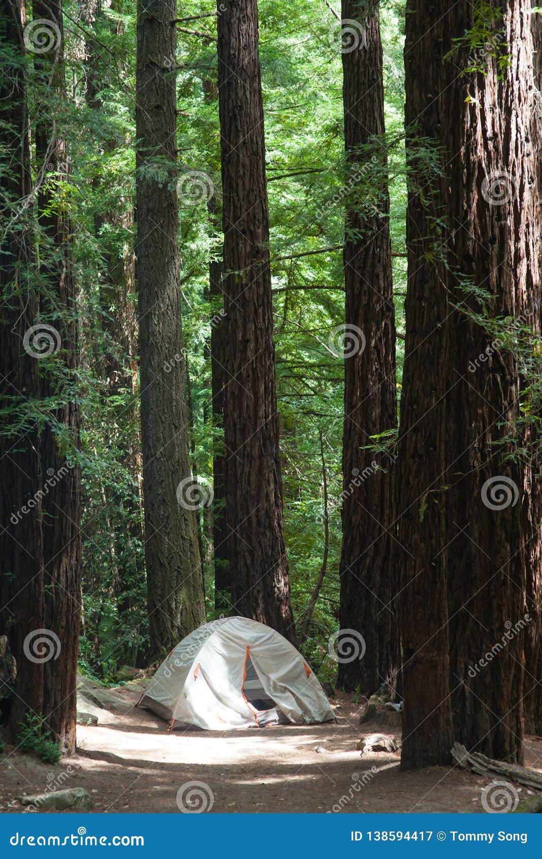 campground and tent at big basin redwoods state park