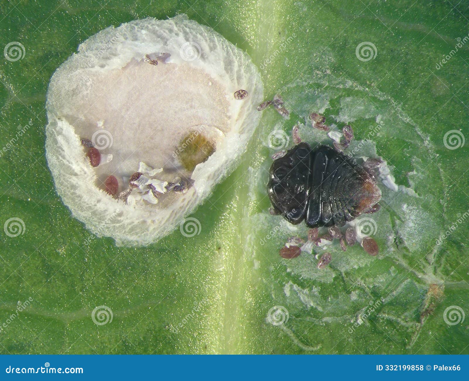 camphor scale or camellia scale, pseudaonidia duplex