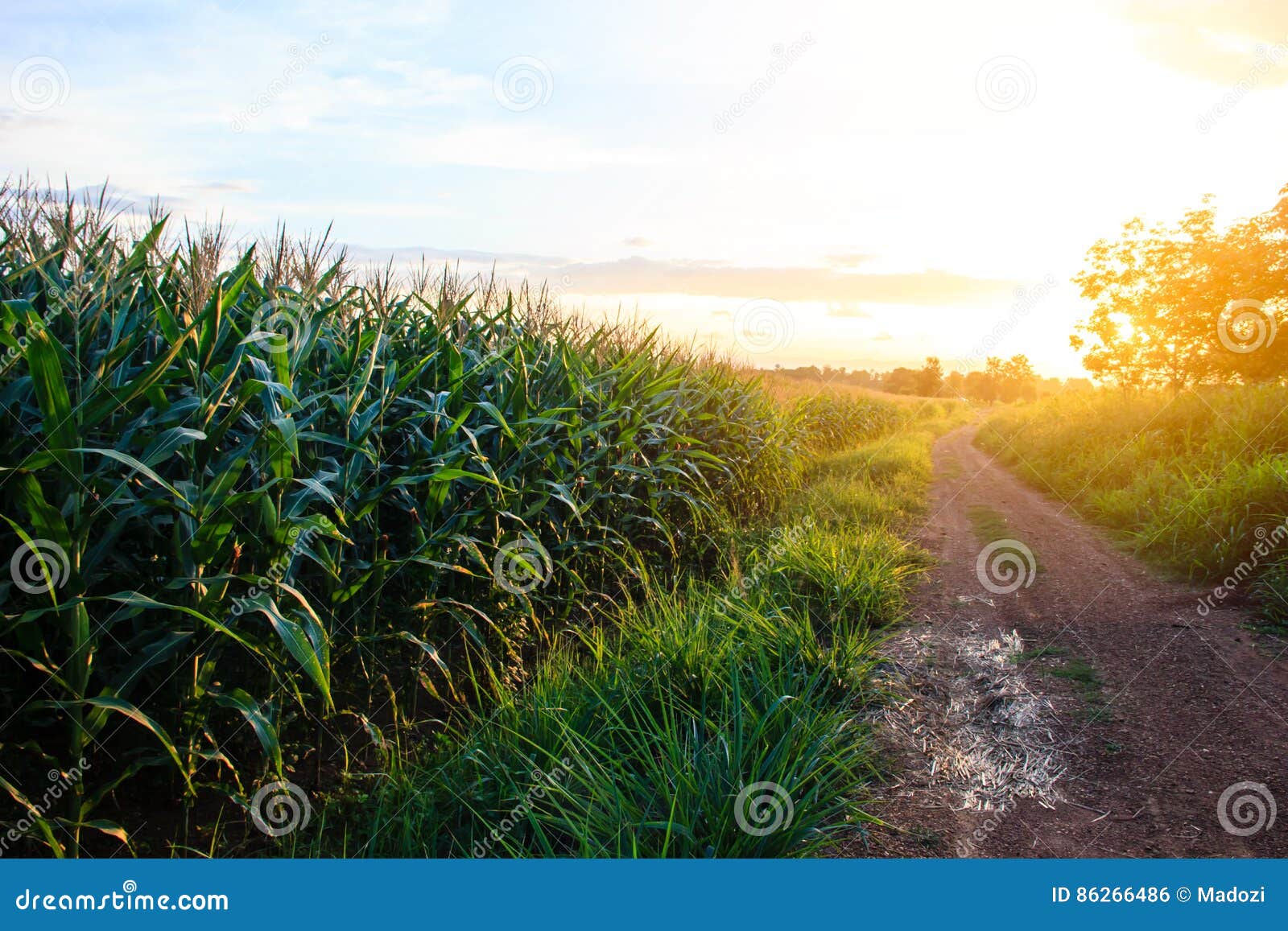 Campi di cereale al tramonto. Campo di grano verde al tramonto