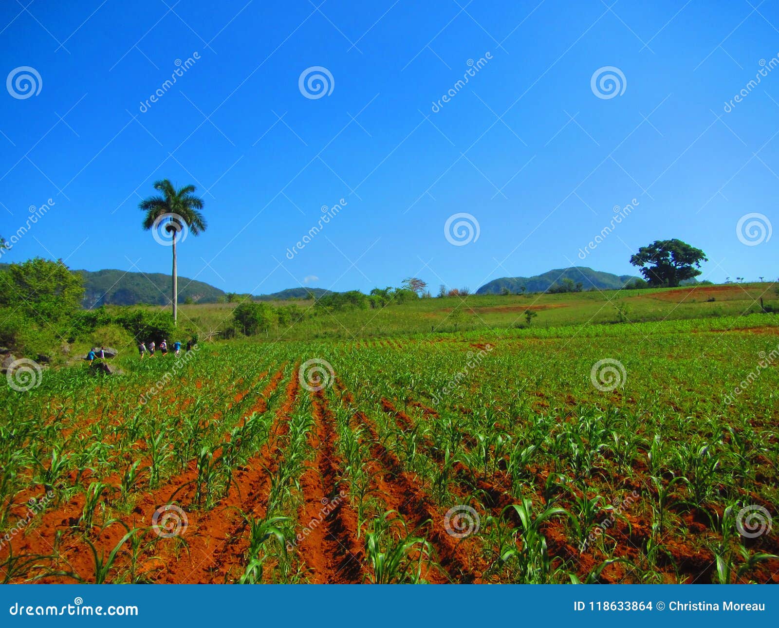 Campi di grano agricoli cubani. L'azienda agricola tropicale, i campi agricoli cubani, i campi di grano, mais sistema Campi, suolo rosso, palme