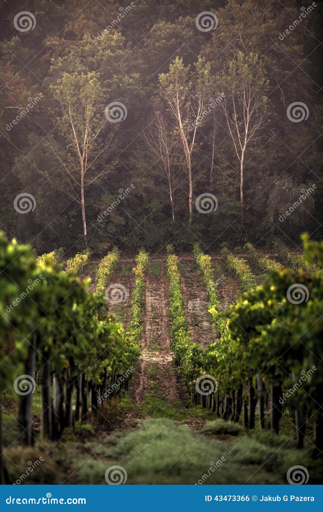 Campi toscani in Italia durante la sera calda di estate