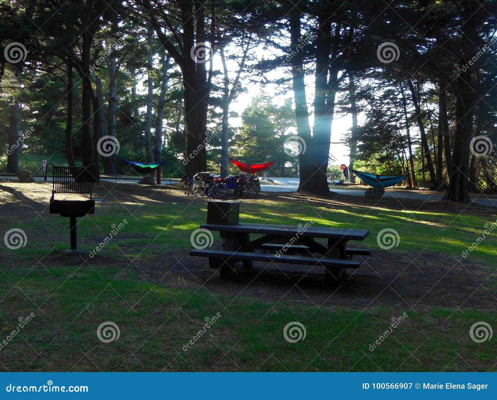 Camping in Hammocks at Big Sur Coastline Stock Image Image of