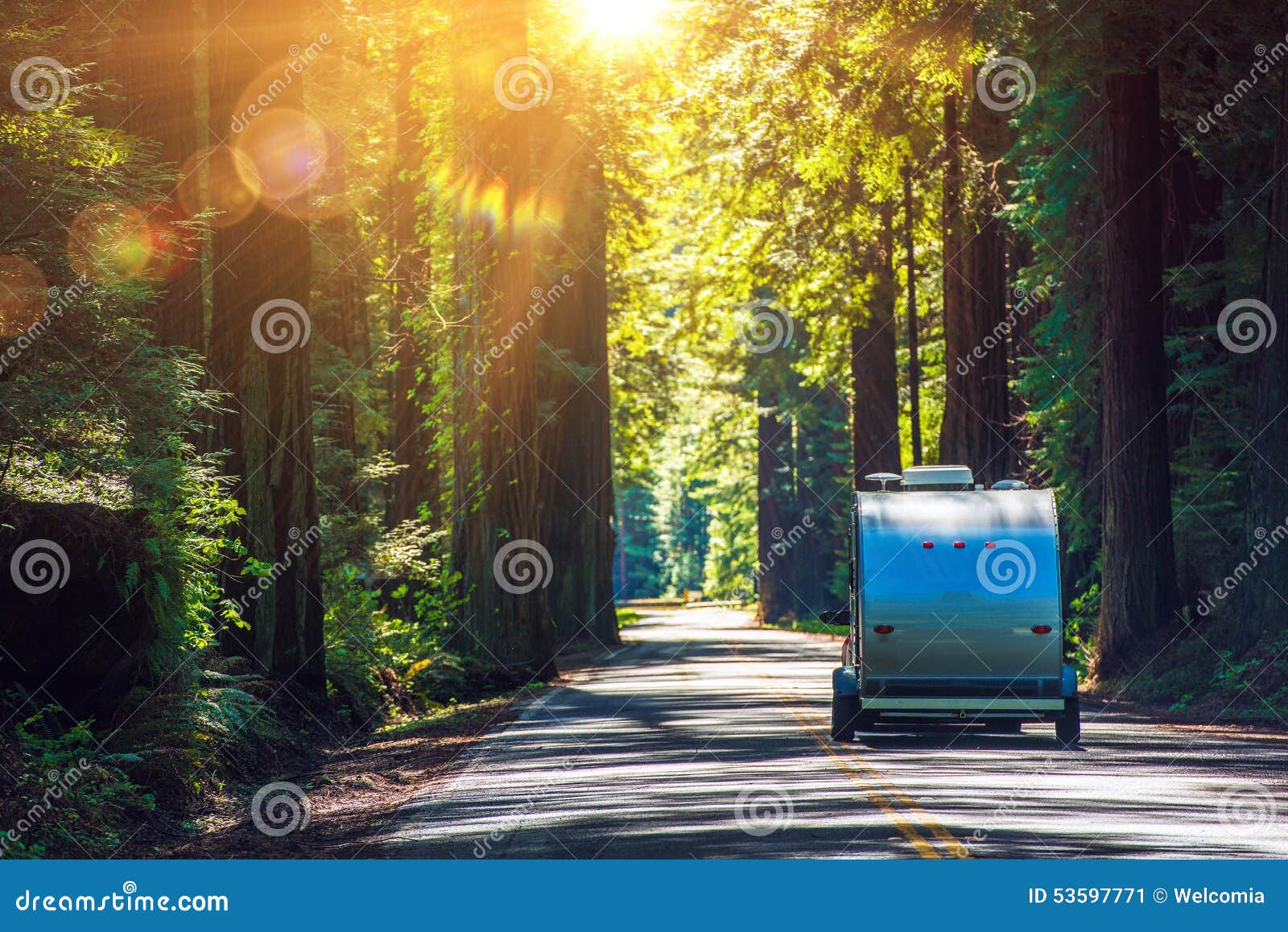 camping in redwoods