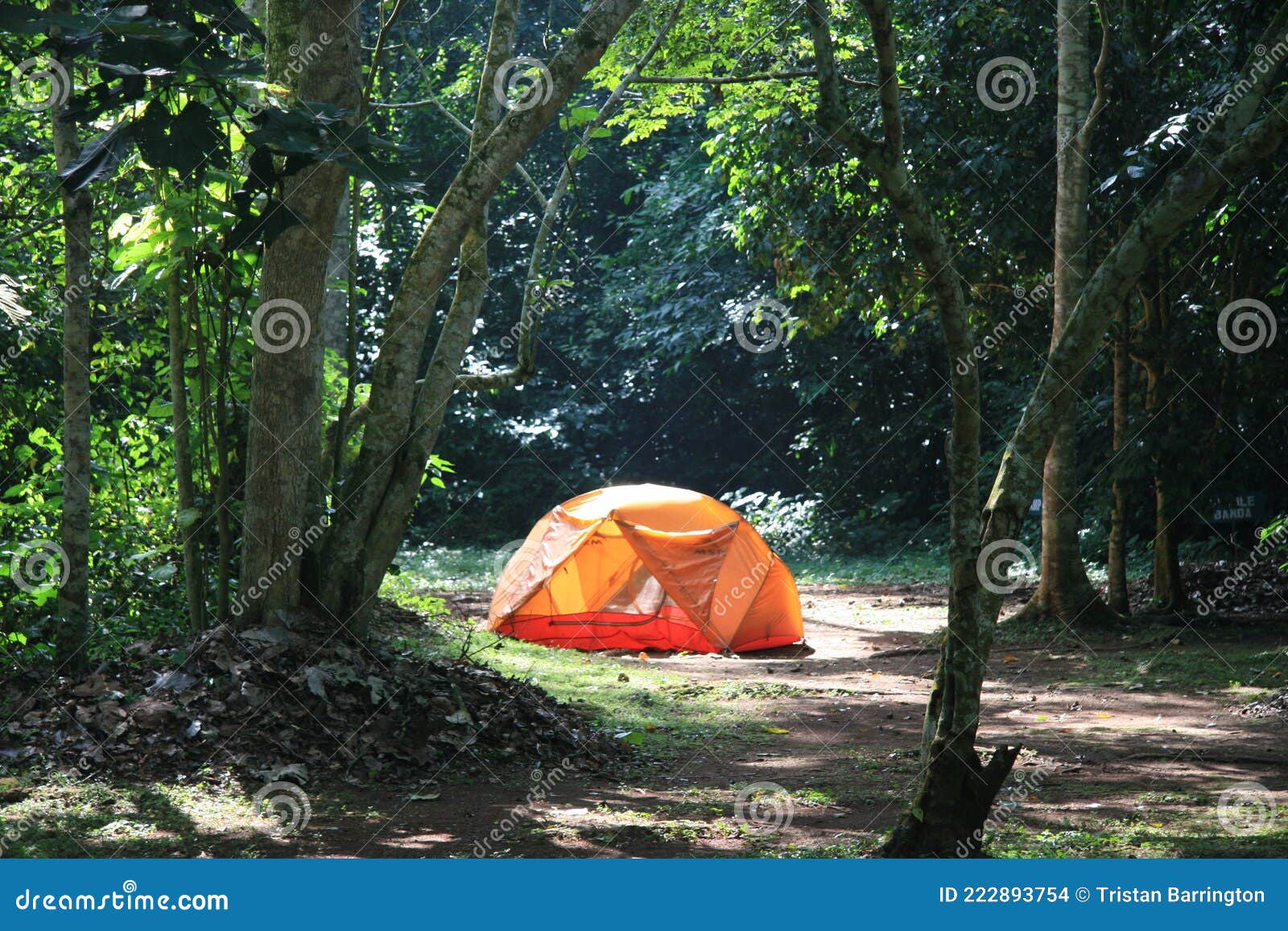 Camping with Tent in Forest of Trees Uganda Stock Photo Image of