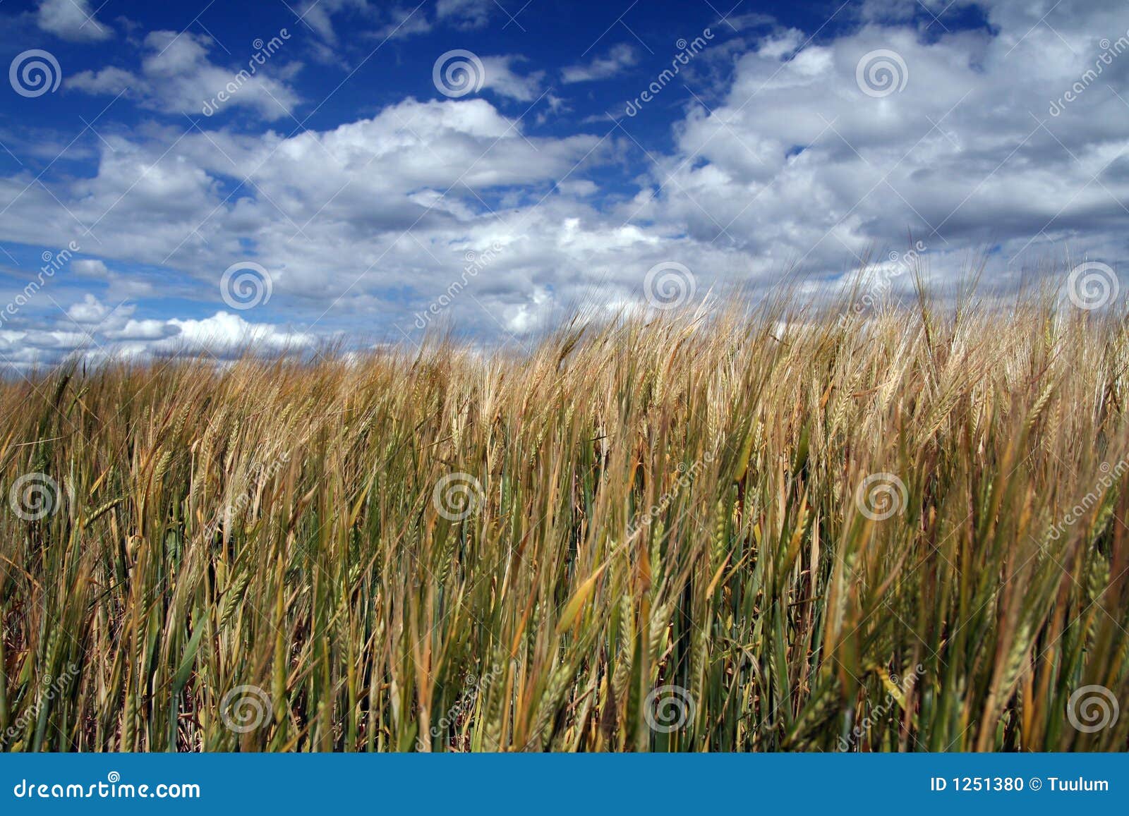 Un campo e un cielo blu di frumento dorati con le nubi