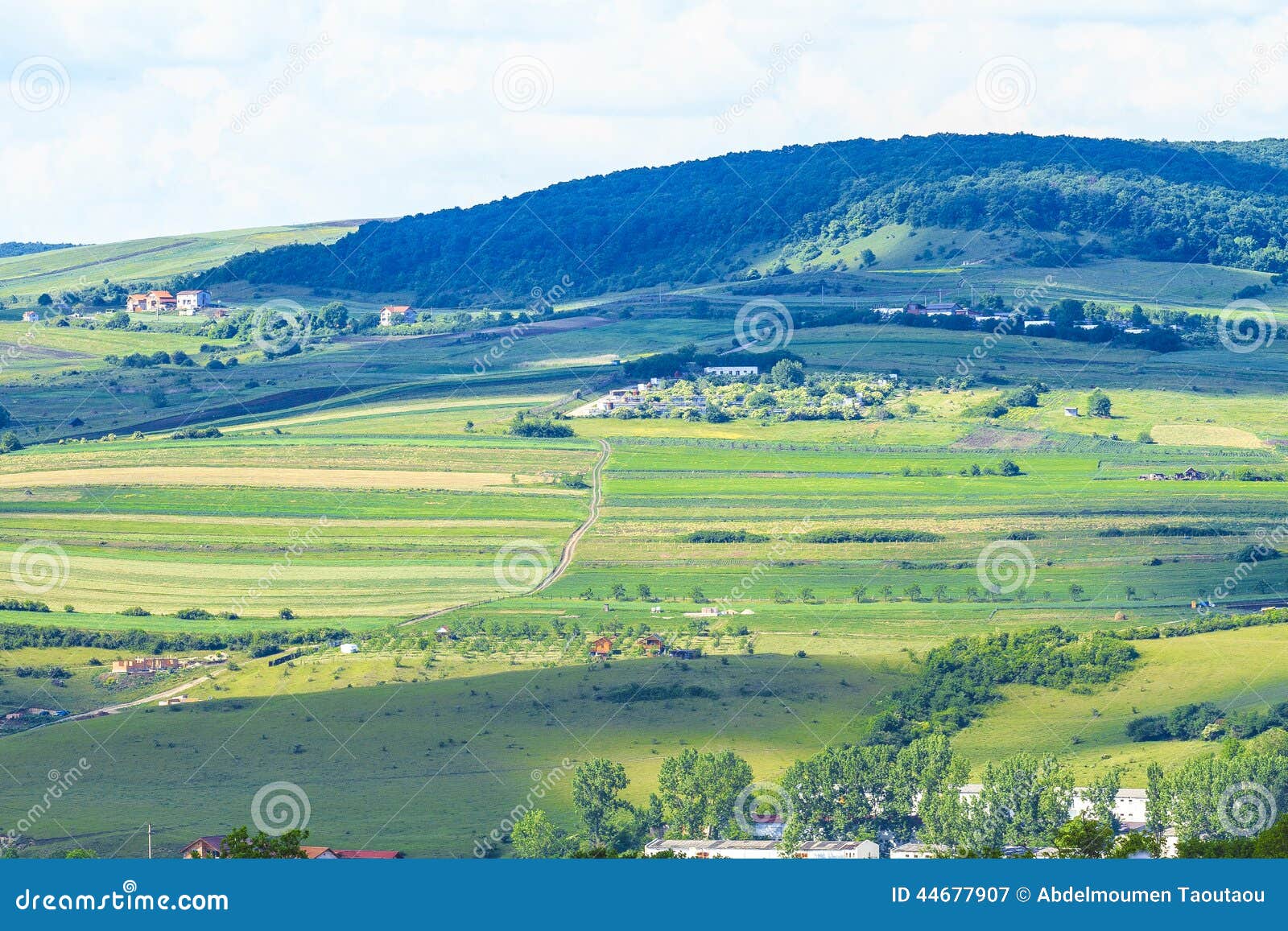 Un caballo en campo del alfalf en país en Cluj, Rumania