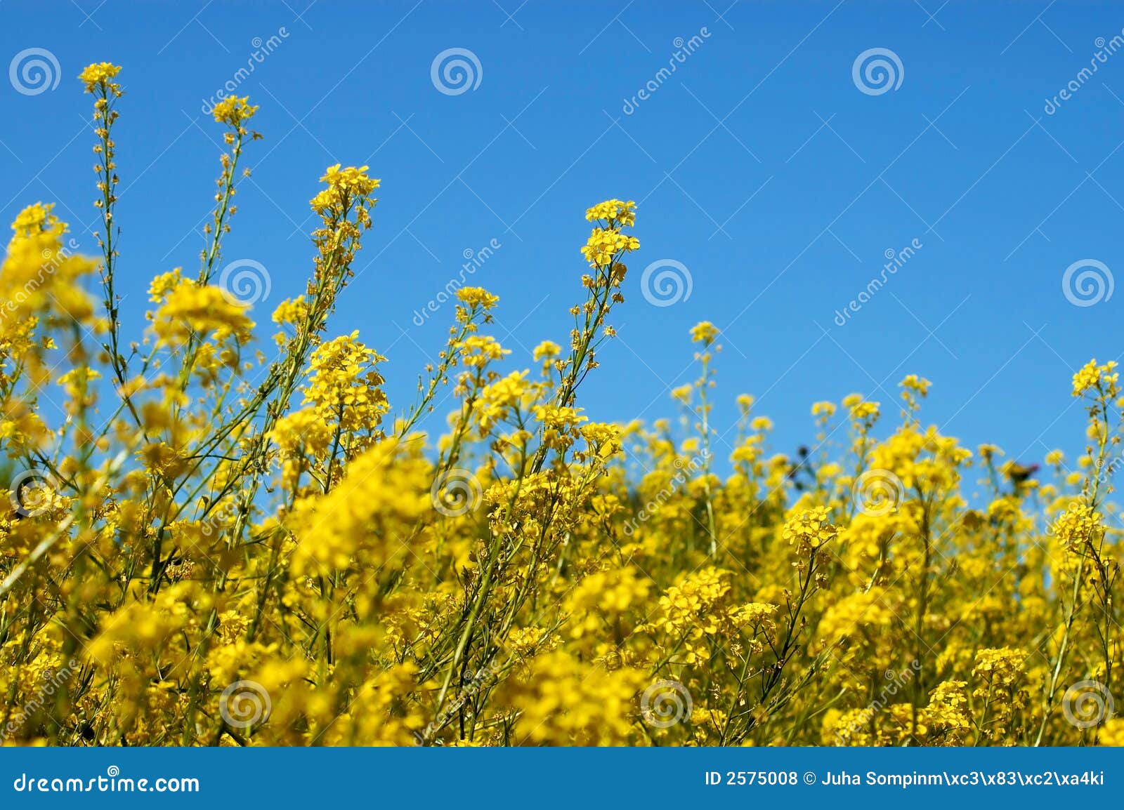 Um campo amarelo completamente de flores pequenas