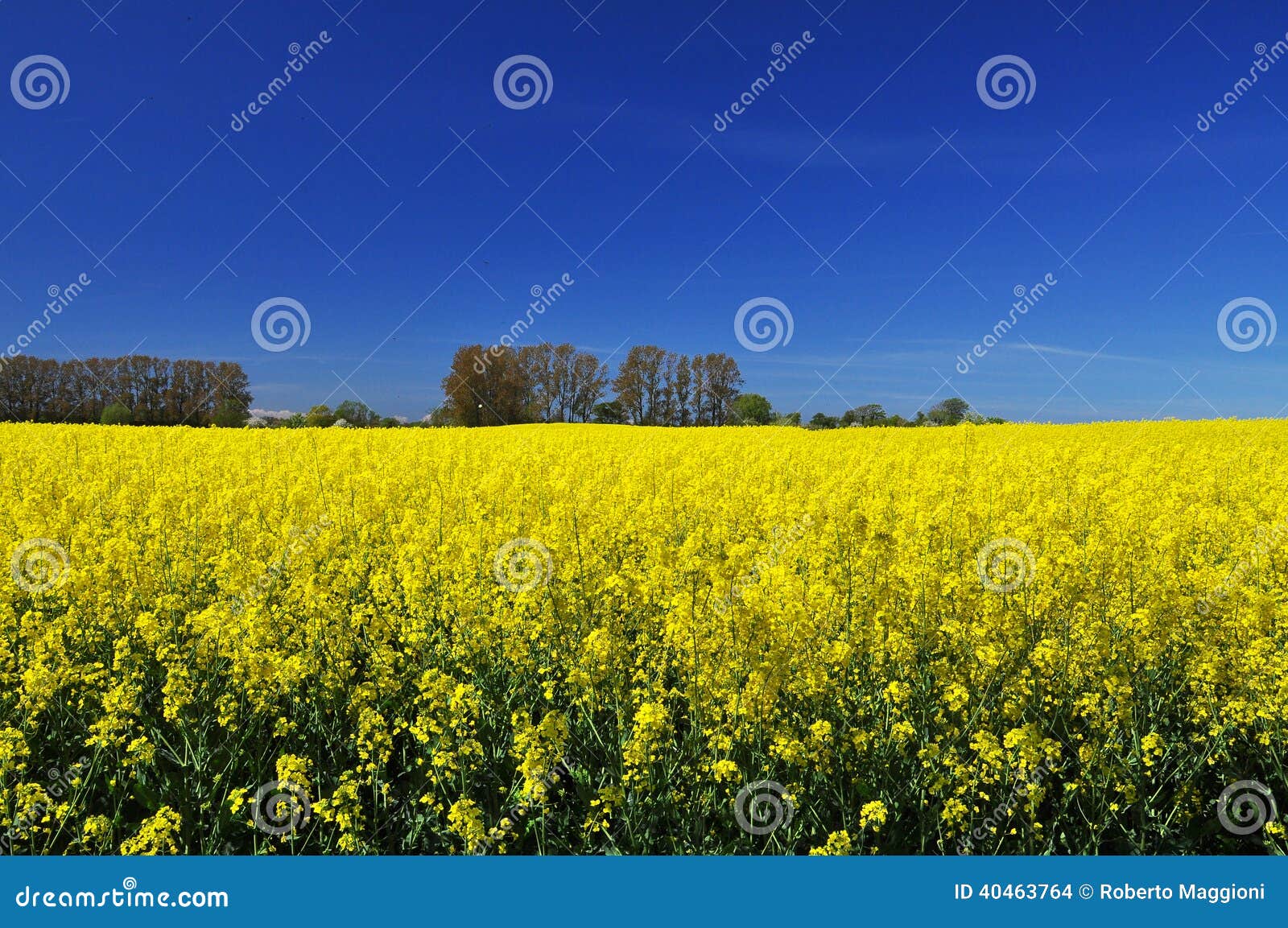 Campo amarelo europeu do norte da colza e céu azul. Campo alemão do norte do campo com as flores amarelas da colza e o céu azul profundo