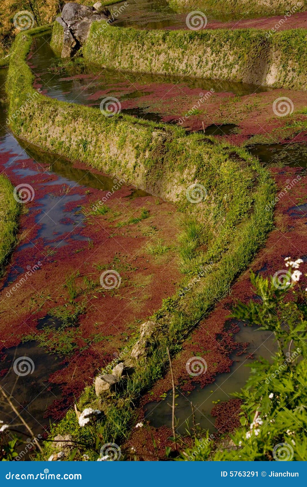 Ambientalista sexual la carretera Campo Colgante Con Las Algas Rojas Imagen de archivo - Imagen de aldea,  campo: 5763291