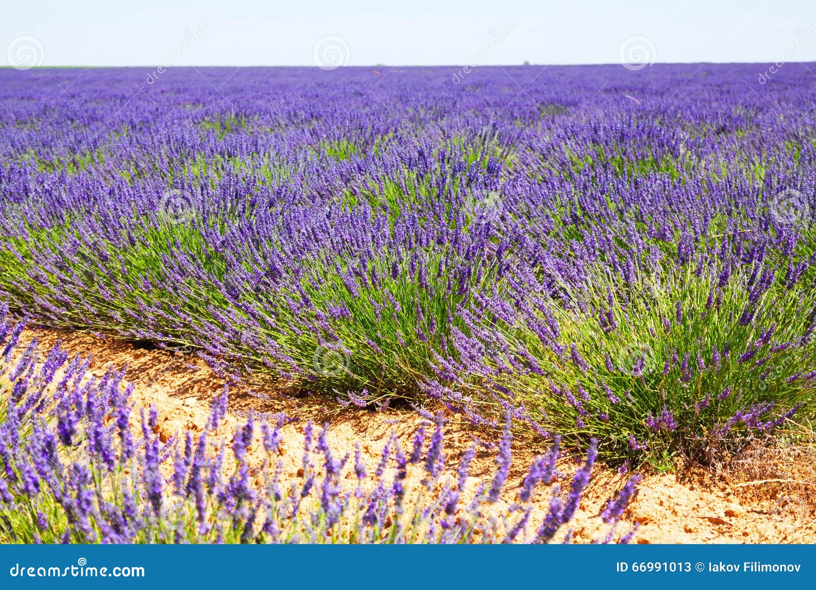 Campo Con La Planta De La Lavanda Azul Imagen de archivo - Imagen de plantas,  hierba: 66991013