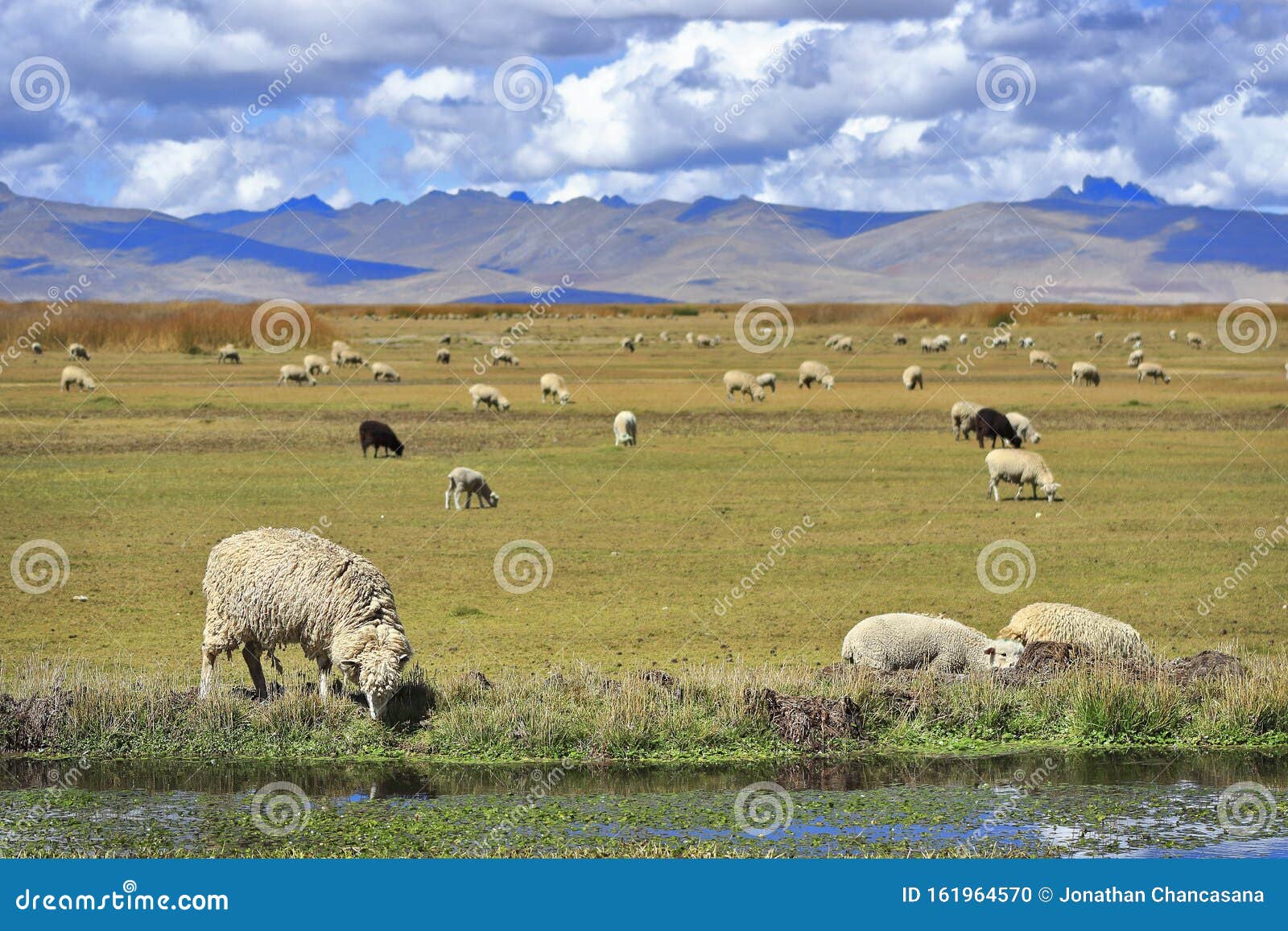 campo con ovejas