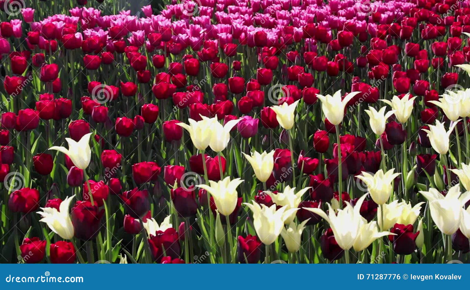 Resultado de imagem para tulipa