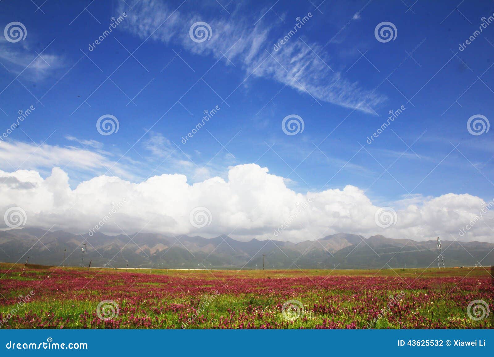 Campo de Chrysanth. Um campo de flor nas montanhas