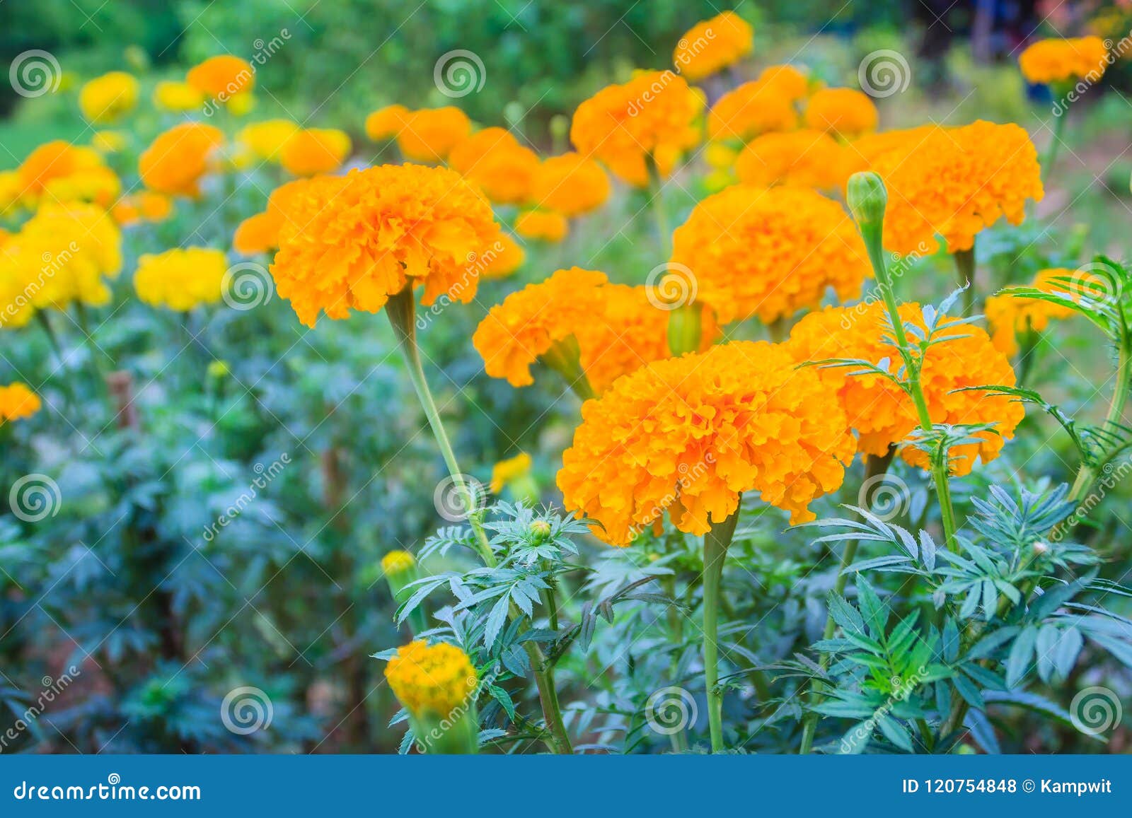 Campo De Cultivo Da Flor Do Cravo-de-defunto Bush Da árvore Do Cravo-de- defunto Que Cresce Com As Flores Amarelas Na Exploração a Foto de Stock -  Imagem de jardineiro, flora: 120754848