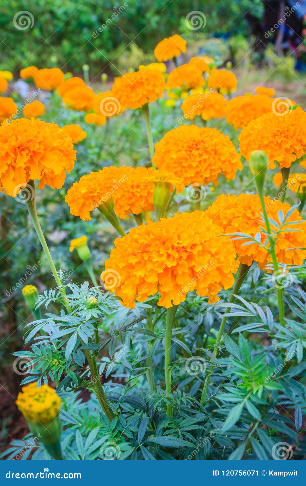 Campo De Cultivo Da Flor Do Cravo-de-defunto Bush Da árvore Do Cravo-de- defunto Que Cresce Com As Flores Amarelas Na Exploração a Imagem de Stock -  Imagem de erva, arbusto: 120756071