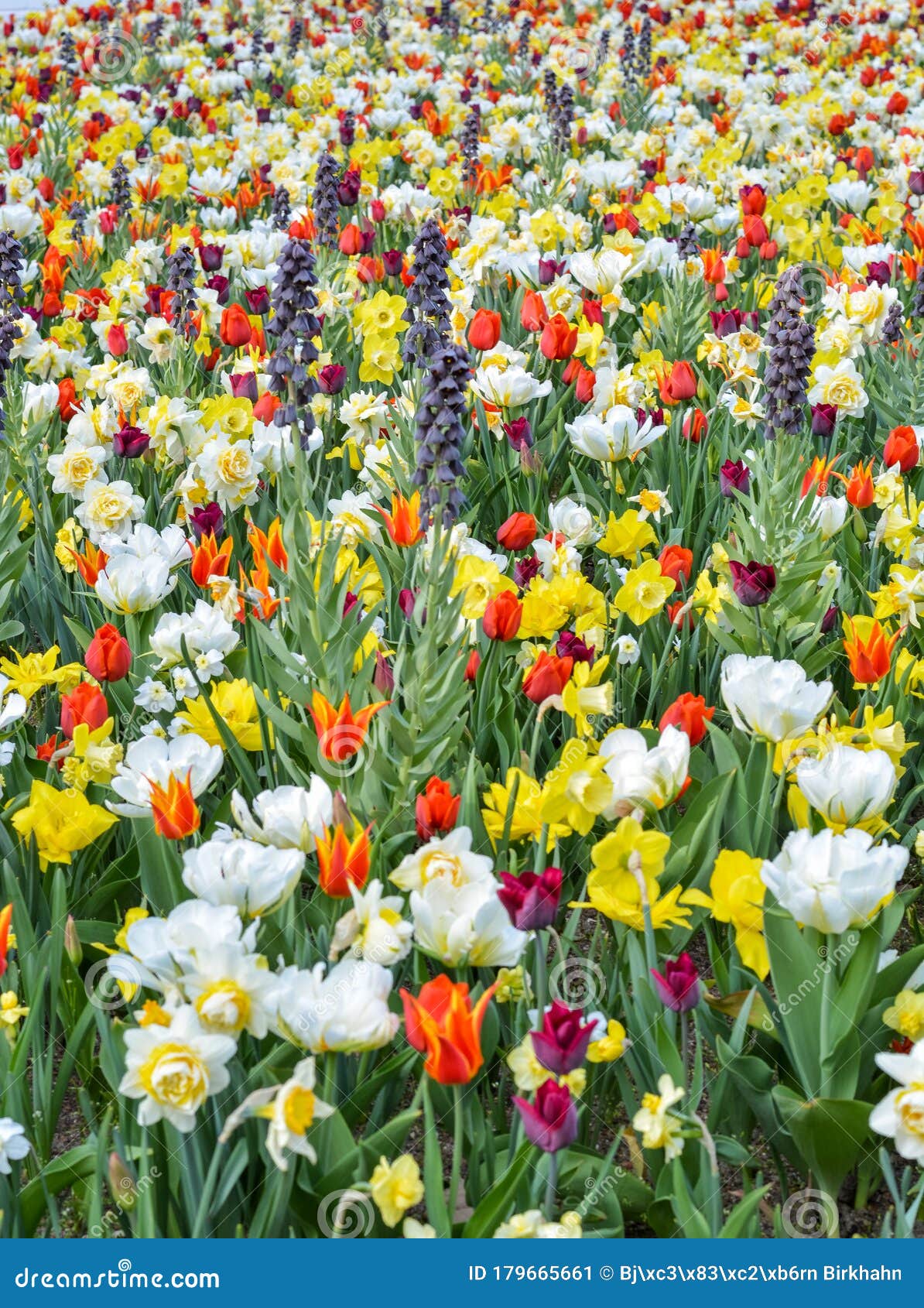 Campo De Diferentes Flores Primaverales Con Hermosos Colores Imagen de archivo - Imagen de hermoso, parque: 179665661 Campo De Diferentes Flores Primaverales Con Hermosos Colores Imagen de archivo - Imagen de hermoso, parque: 179665661