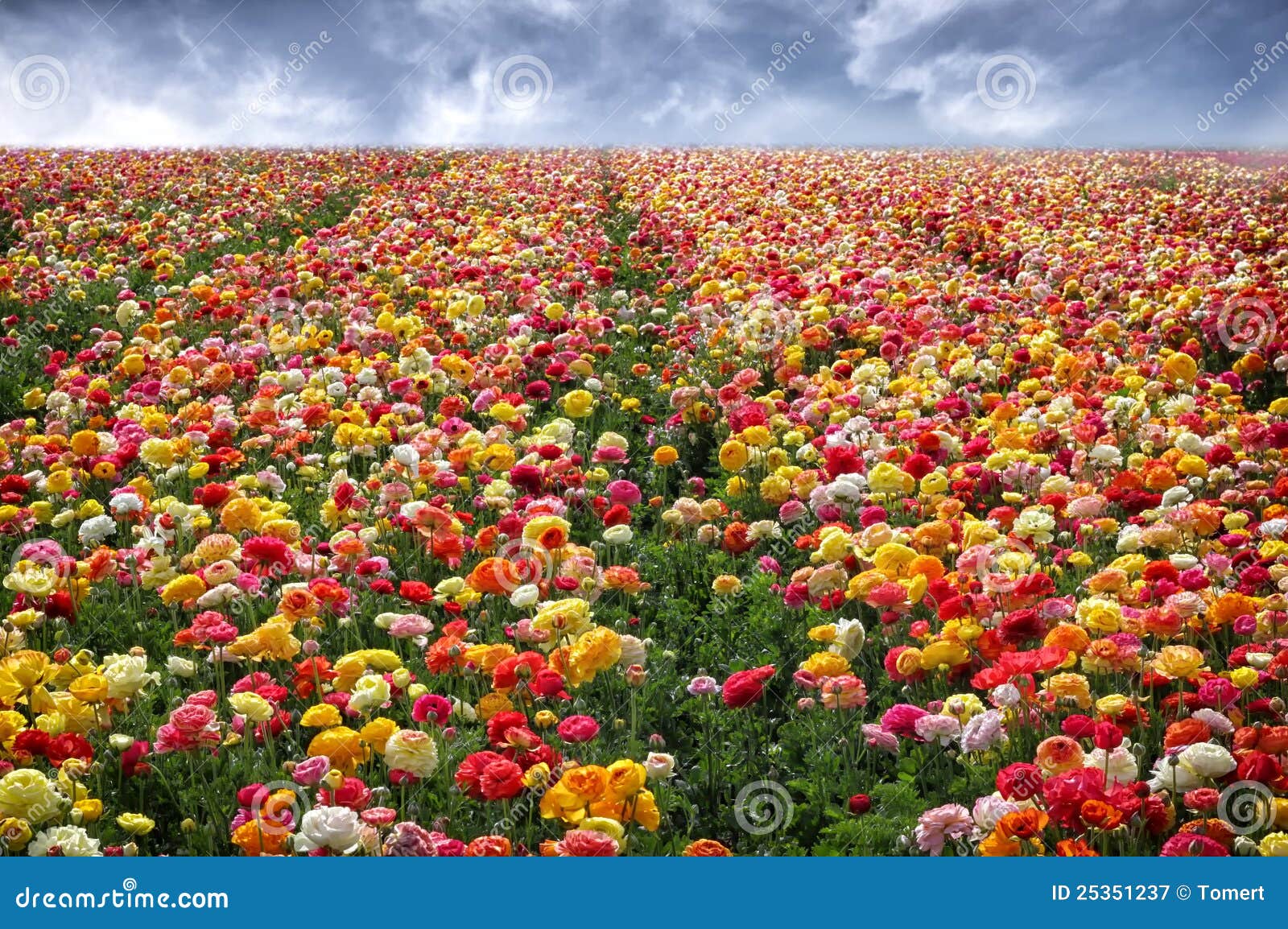 Campo de flores imagen de archivo. Imagen de horizonte - 25351237