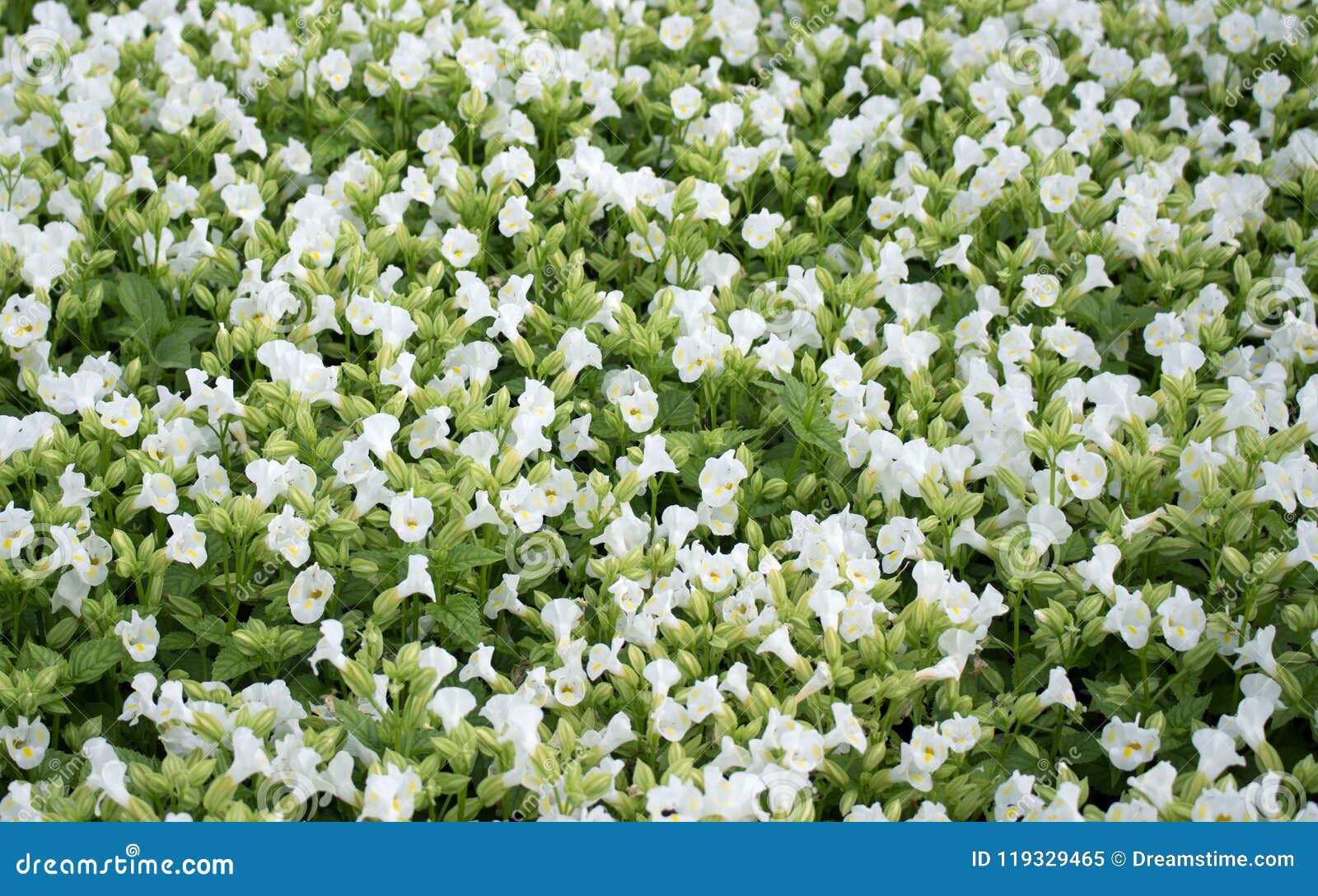 Campo De Flores Blancas Visión Superior Imagen de archivo - Imagen de  color, campo: 119329465